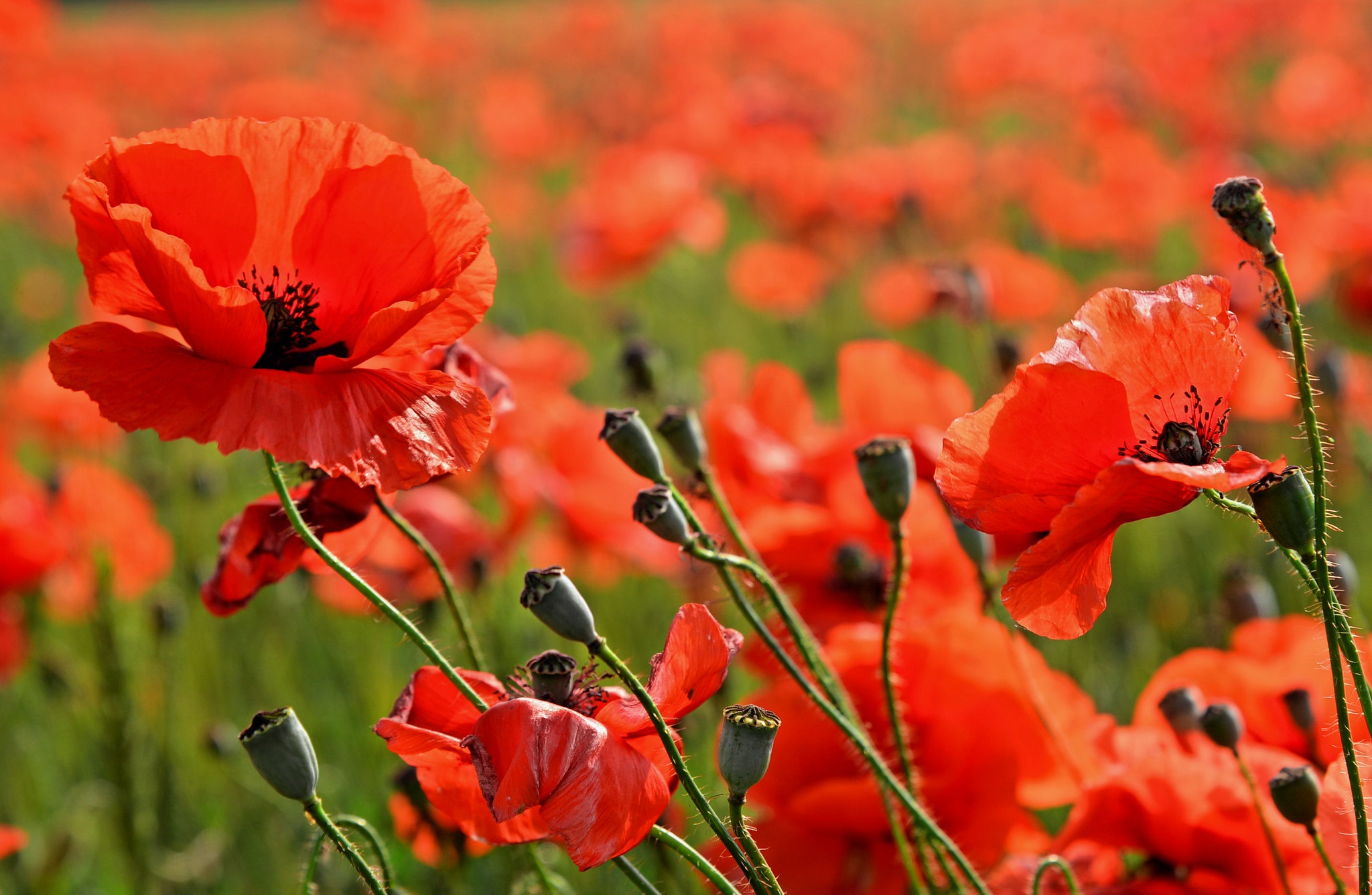 Descarga gratuita de fondo de pantalla para móvil de Naturaleza, Flores, Flor, Amapola, Flor Roja, Tierra/naturaleza.