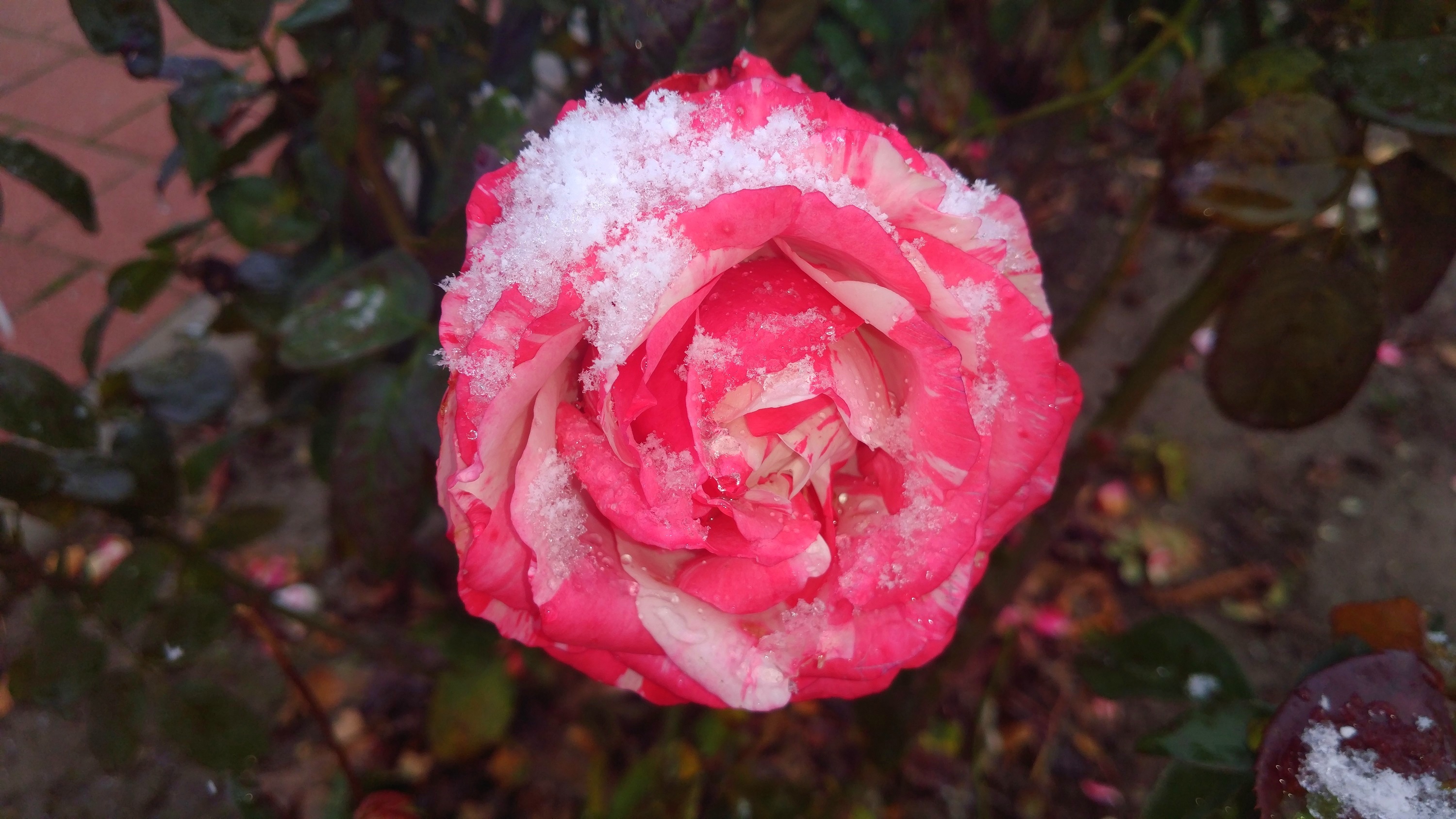 Free download wallpaper Flowers, Flower, Rose, Earth, Pink Rose on your PC desktop