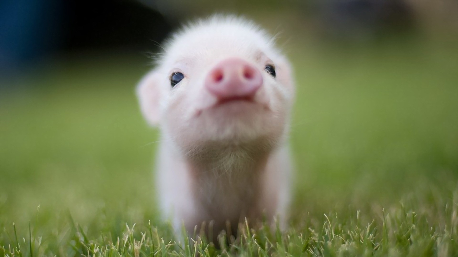 244849画像をダウンロード赤ちゃん動物, 可愛い, 動物, 豚-壁紙とスクリーンセーバーを無料で