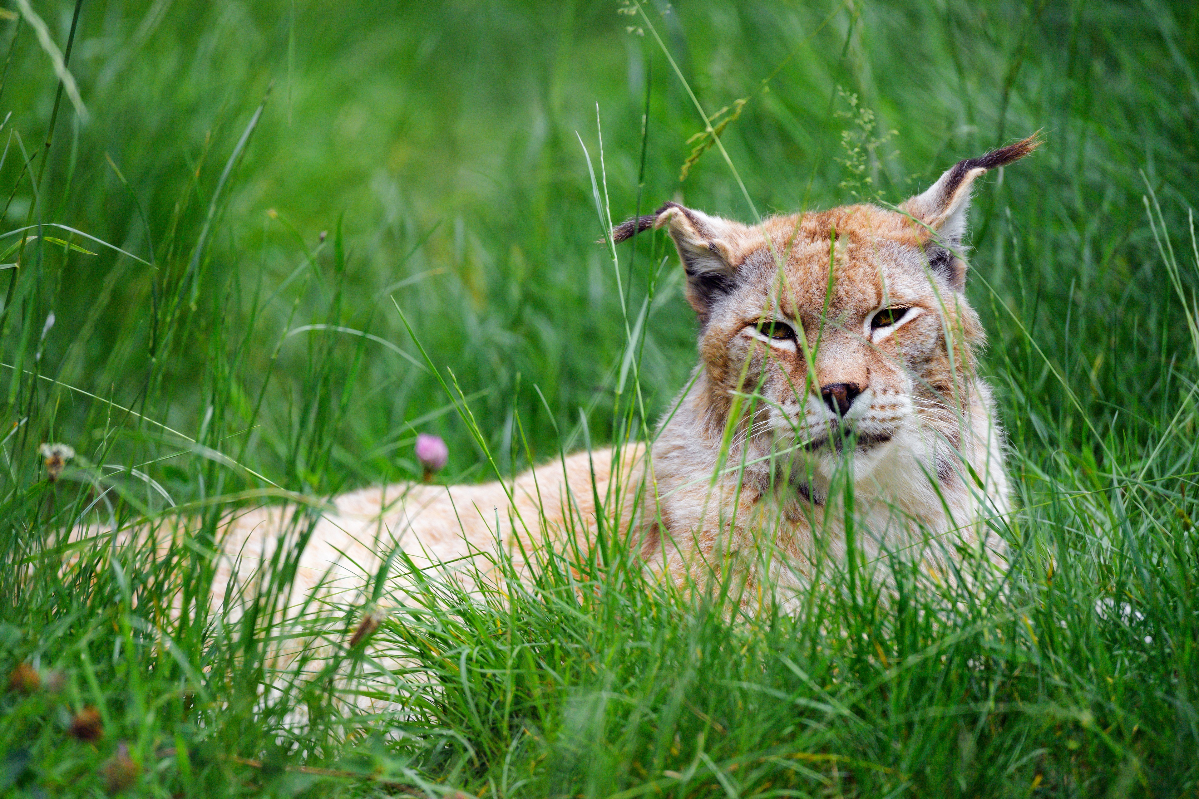 Téléchargez gratuitement l'image Animaux, Chats, Lynx sur le bureau de votre PC