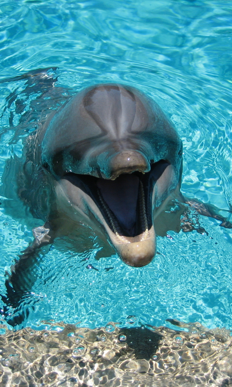 Скачати мобільні шпалери Тварина, Дельфін безкоштовно.