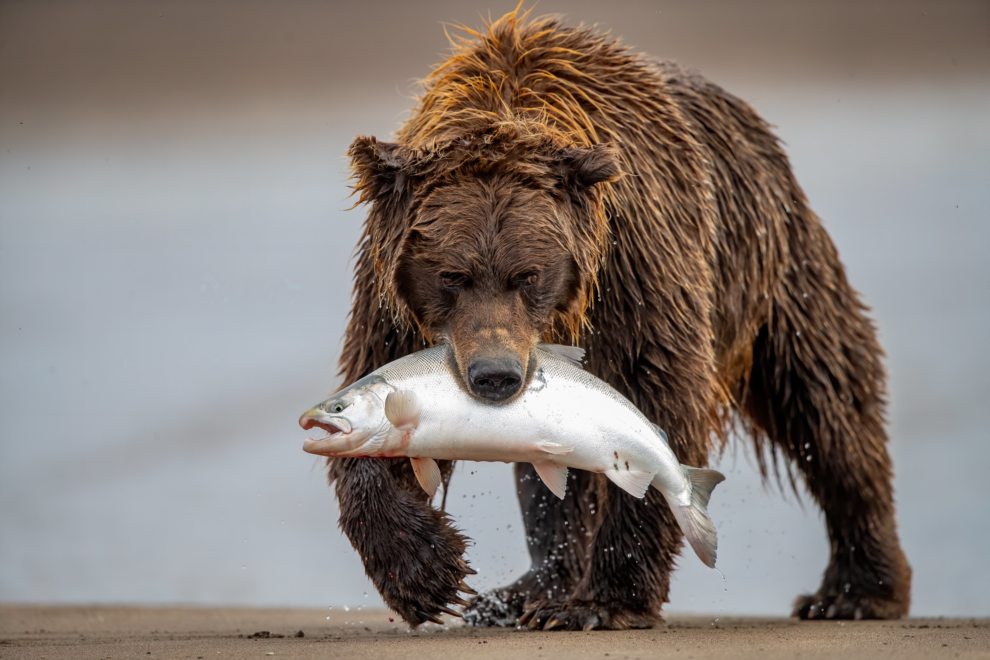 Free download wallpaper Bears, Bear, Animal, Fish on your PC desktop