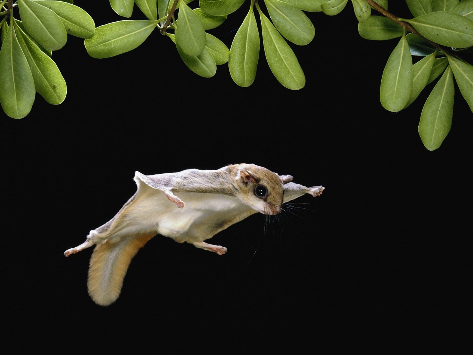 Baixe gratuitamente a imagem Animais, Esquilo Voador na área de trabalho do seu PC