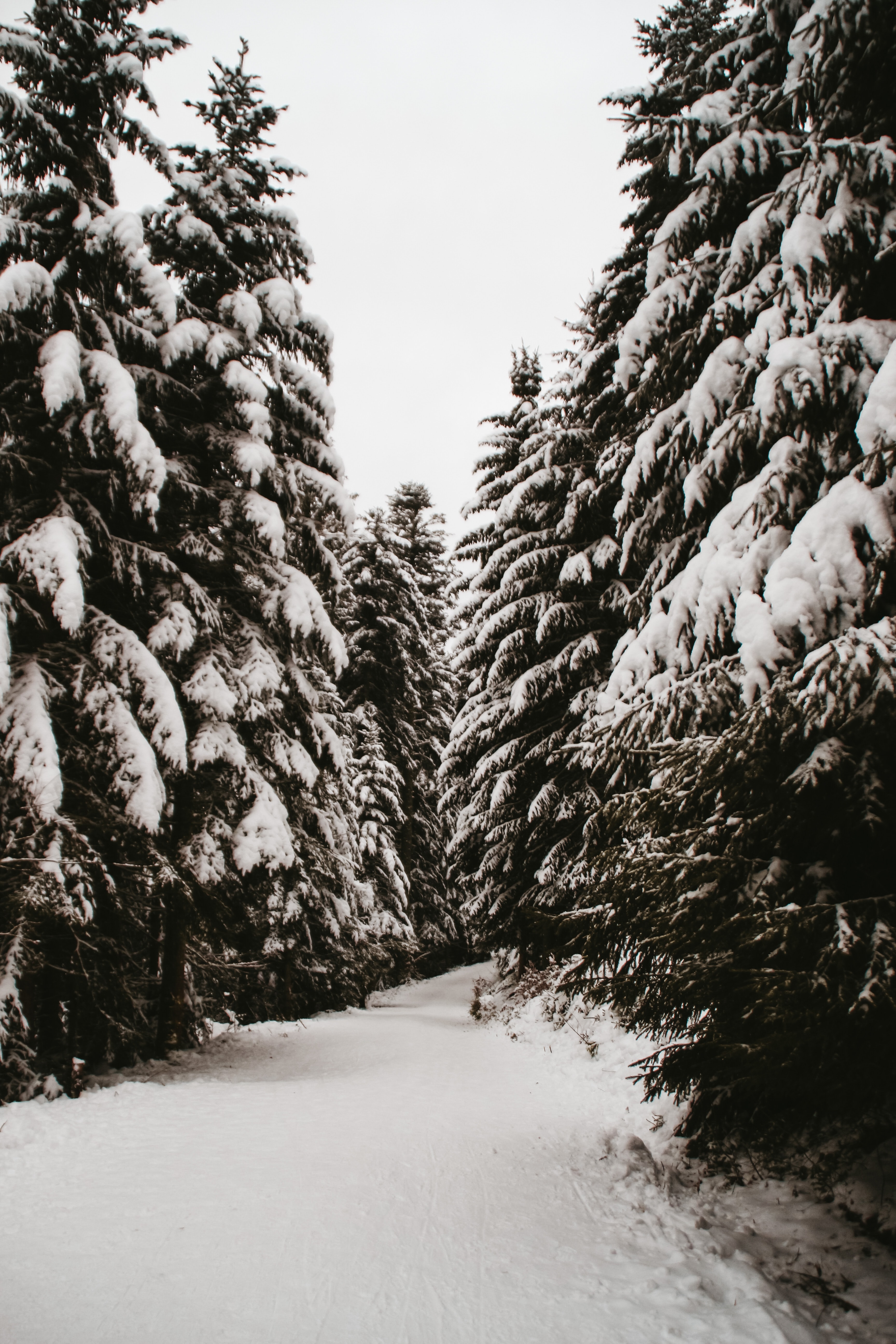 Скачать обои бесплатно Природа, Снег, Тропинка, Деревья, Елки, Зима картинка на рабочий стол ПК
