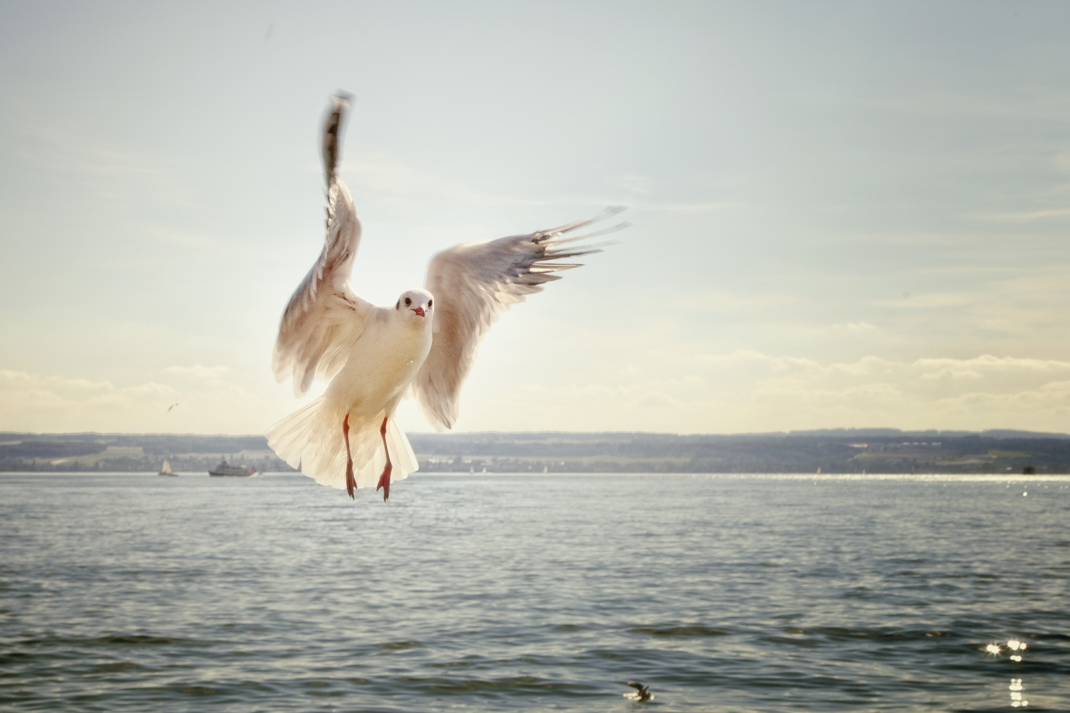 Free download wallpaper Animals, Sea, Gull, Flight, Seagull, Bird on your PC desktop