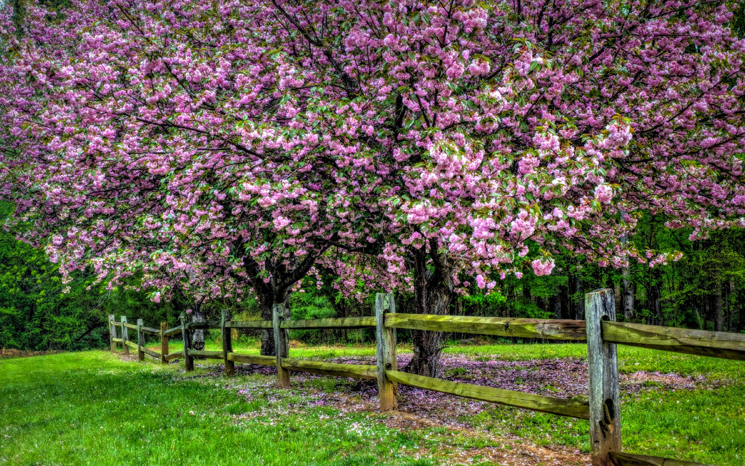 Скачати мобільні шпалери Дерева, Дерево, Цвітіння, Земля, Поле, Весна, Паркан, Рожева Квітка безкоштовно.
