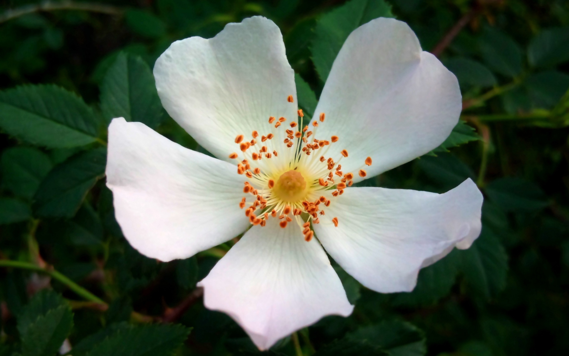 Baixar papéis de parede de desktop Rosa Canina HD