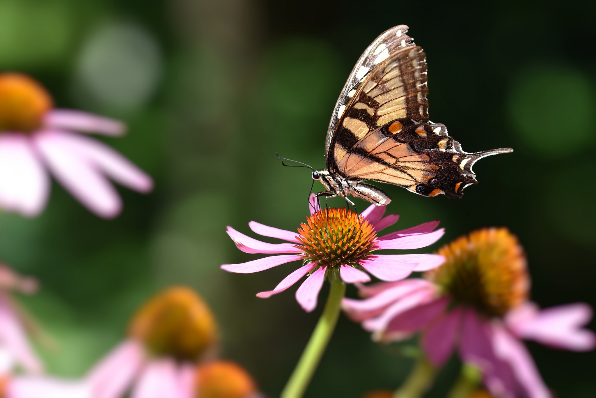 Free download wallpaper Flower, Macro, Insect, Butterfly, Animal on your PC desktop