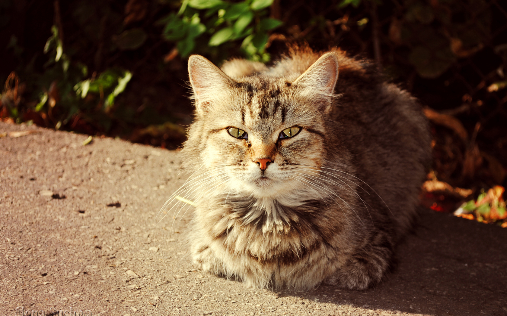 PCデスクトップに動物, ネコ, 猫画像を無料でダウンロード