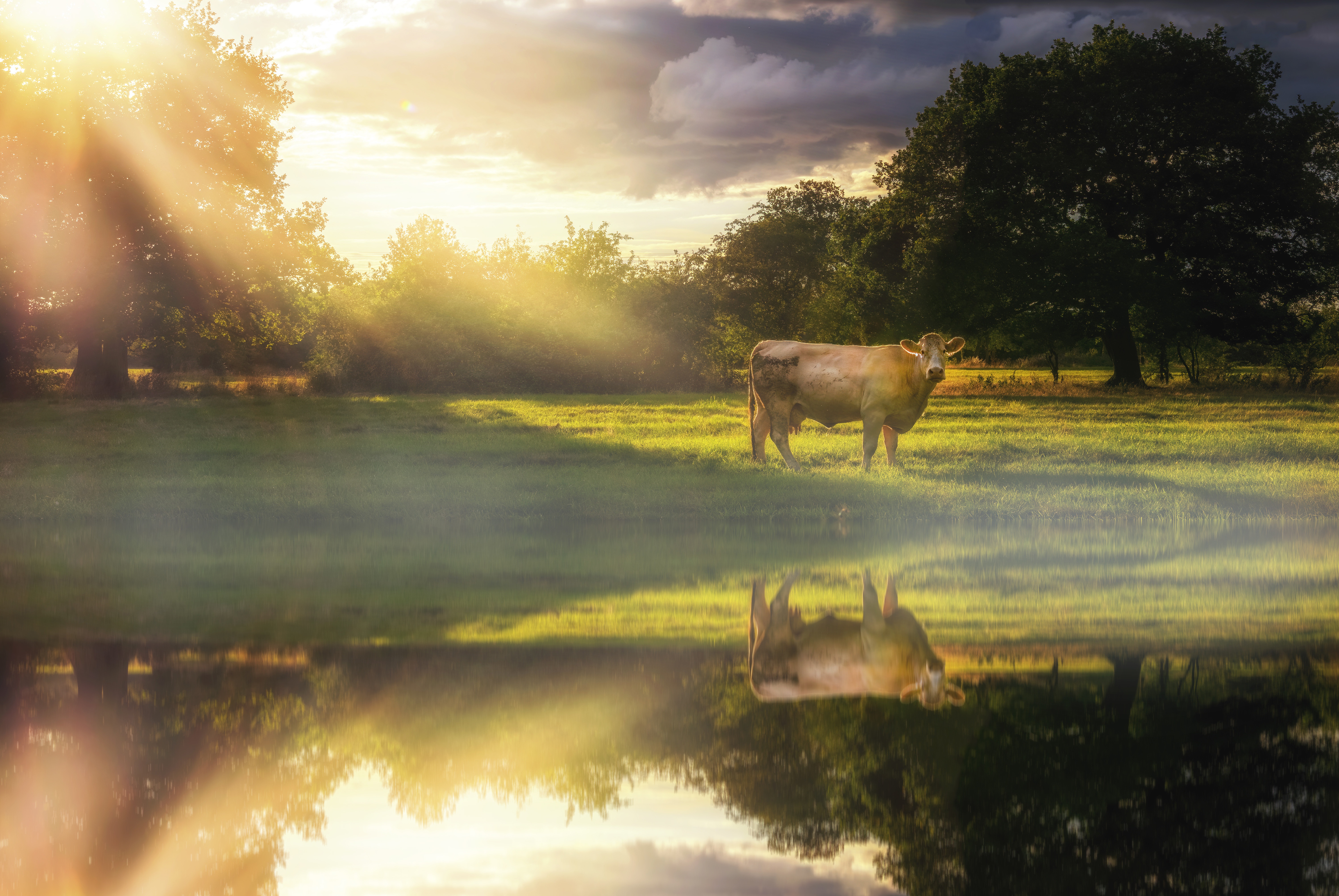 animal, cow, pasture, reflection