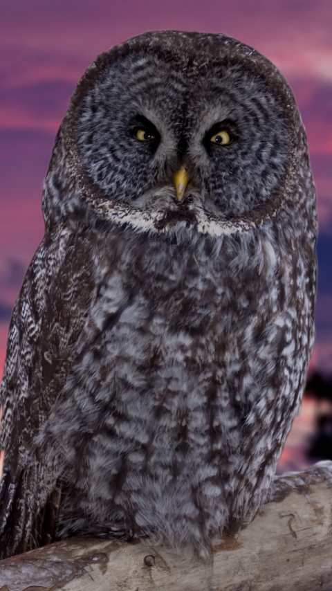 Téléchargez des papiers peints mobile Animaux, Hibou, Des Oiseaux gratuitement.