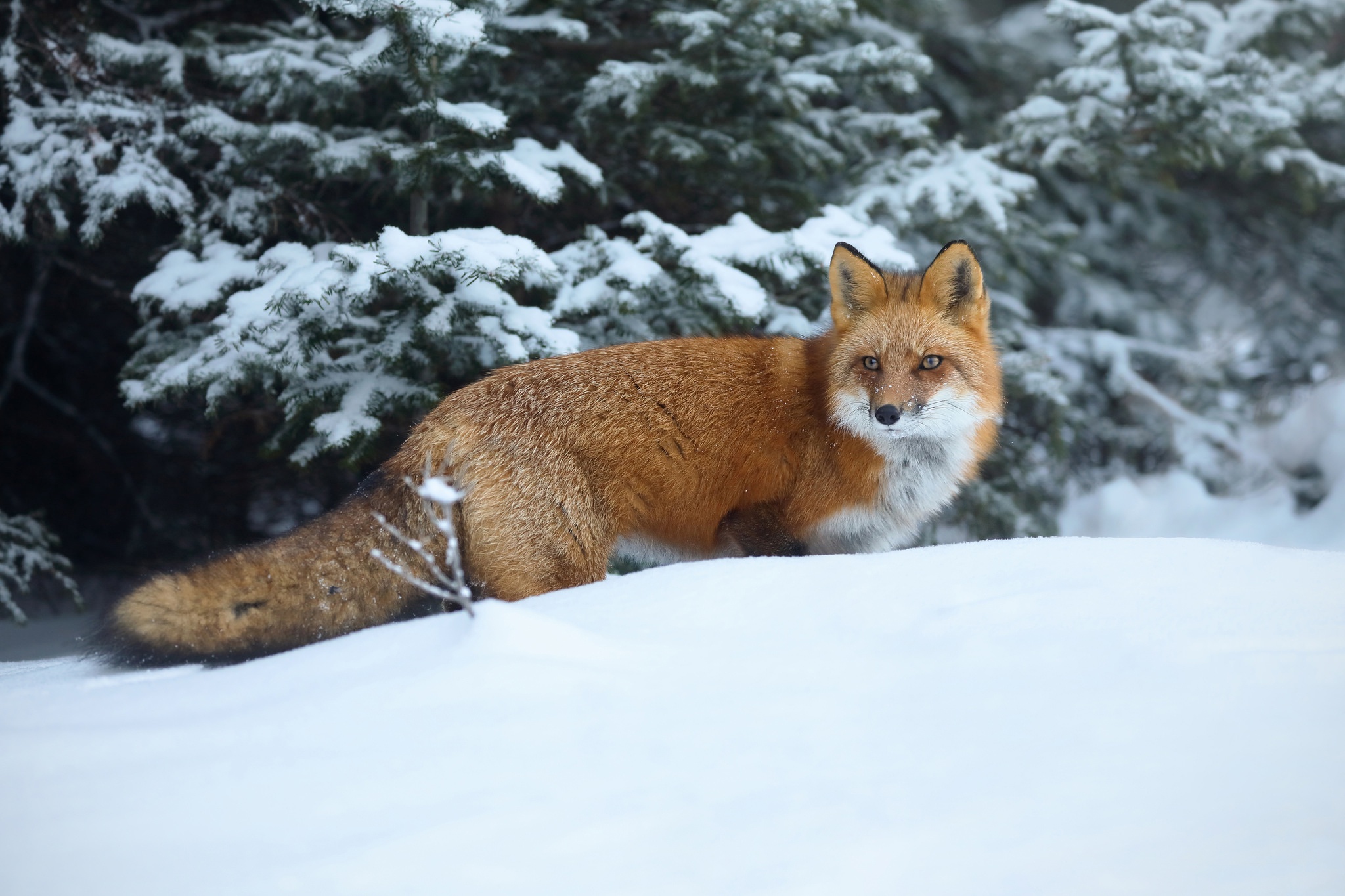 Free download wallpaper Winter, Fox, Animal on your PC desktop