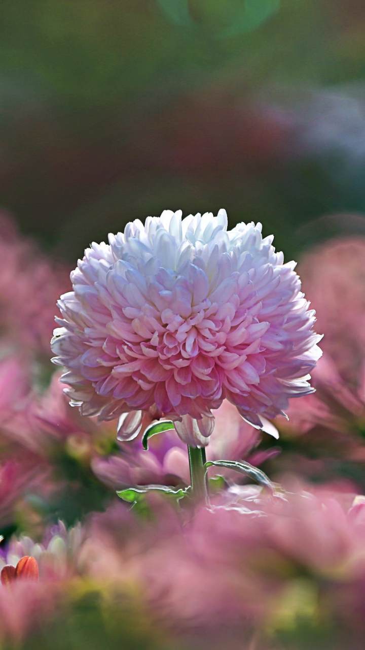 Download mobile wallpaper Nature, Flowers, Chrysanthemum, Flower, Blur, Earth, Pink Flower for free.