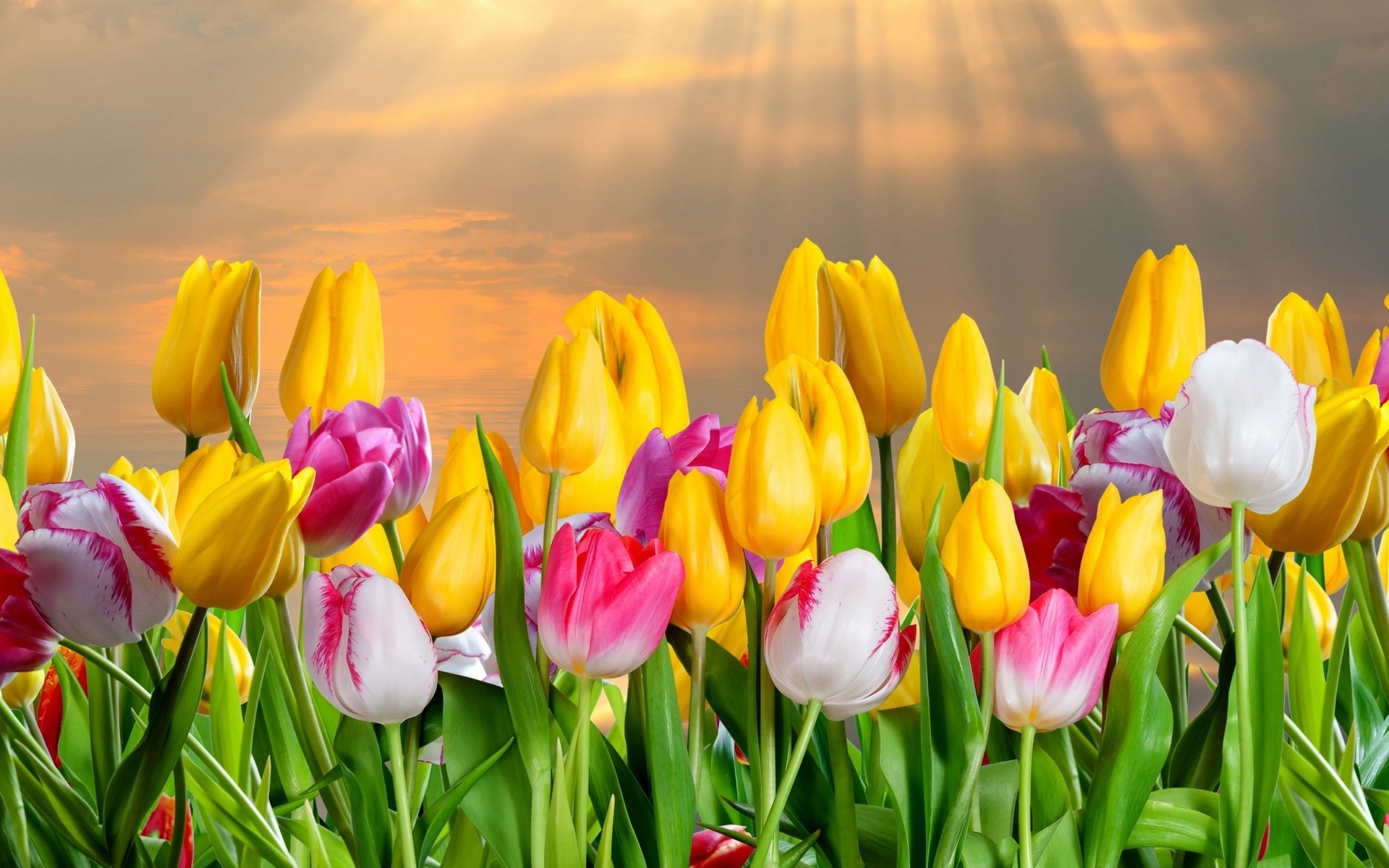 Download mobile wallpaper Earth, Colors, Tulip, Sunshine for free.