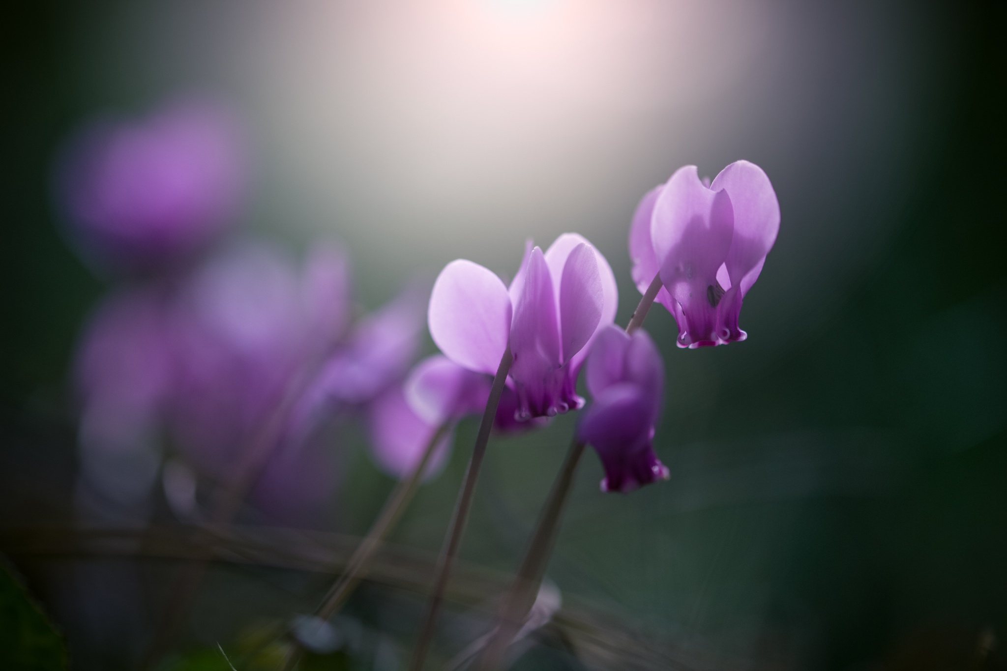 Descarga gratis la imagen Naturaleza, Flores, Flor, Flor Purpura, Tierra/naturaleza en el escritorio de tu PC