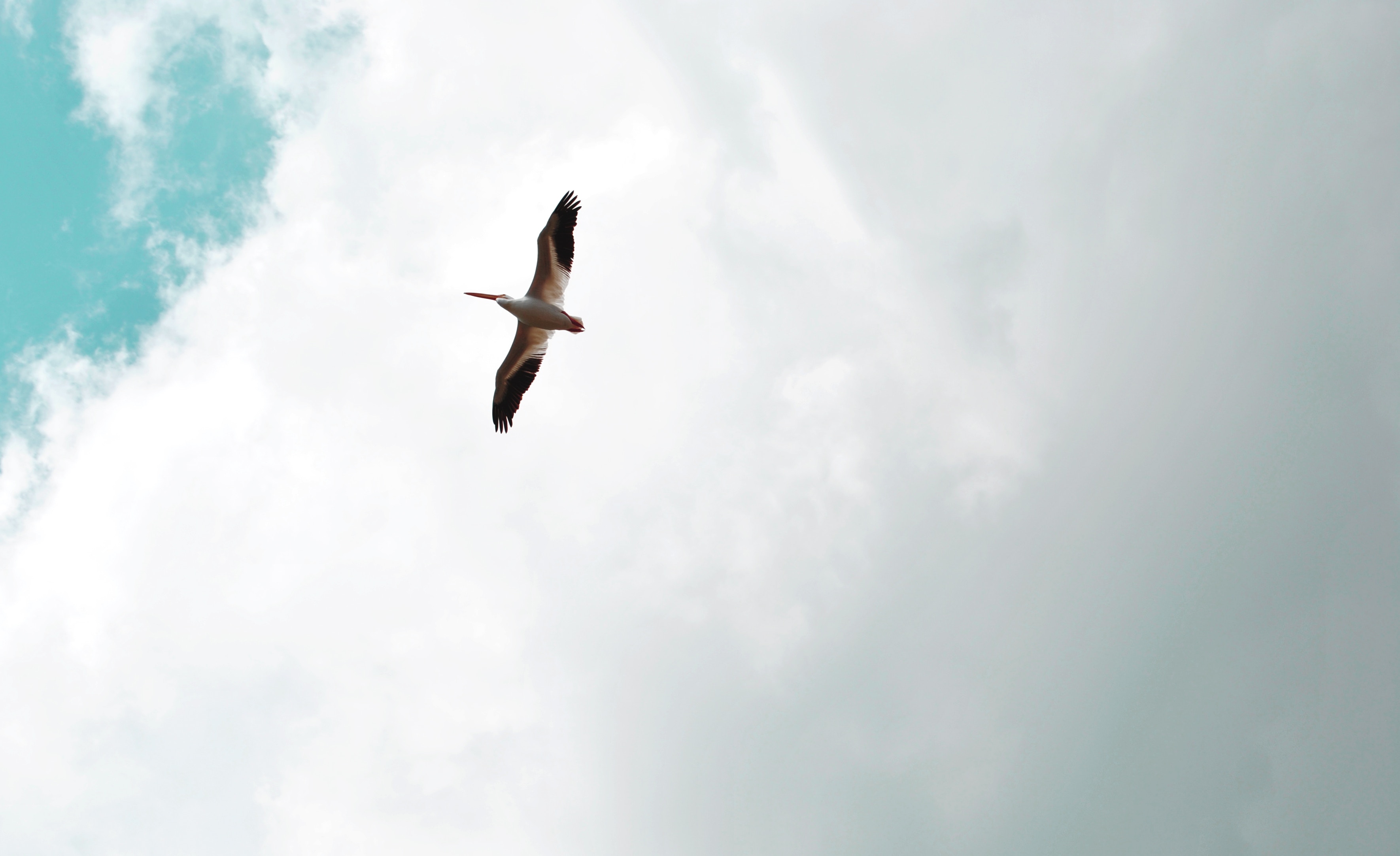Free download wallpaper Sky, Bird, Flight, Pelican, Animals, Wings on your PC desktop