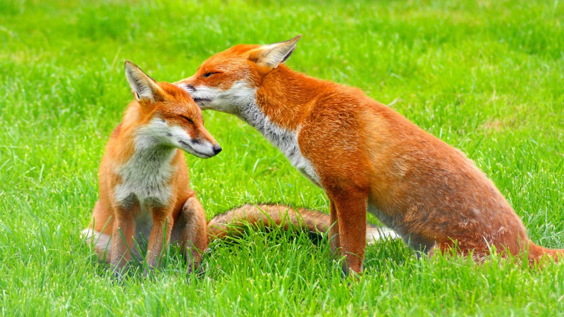 1920 x 1080 picture animal, fox