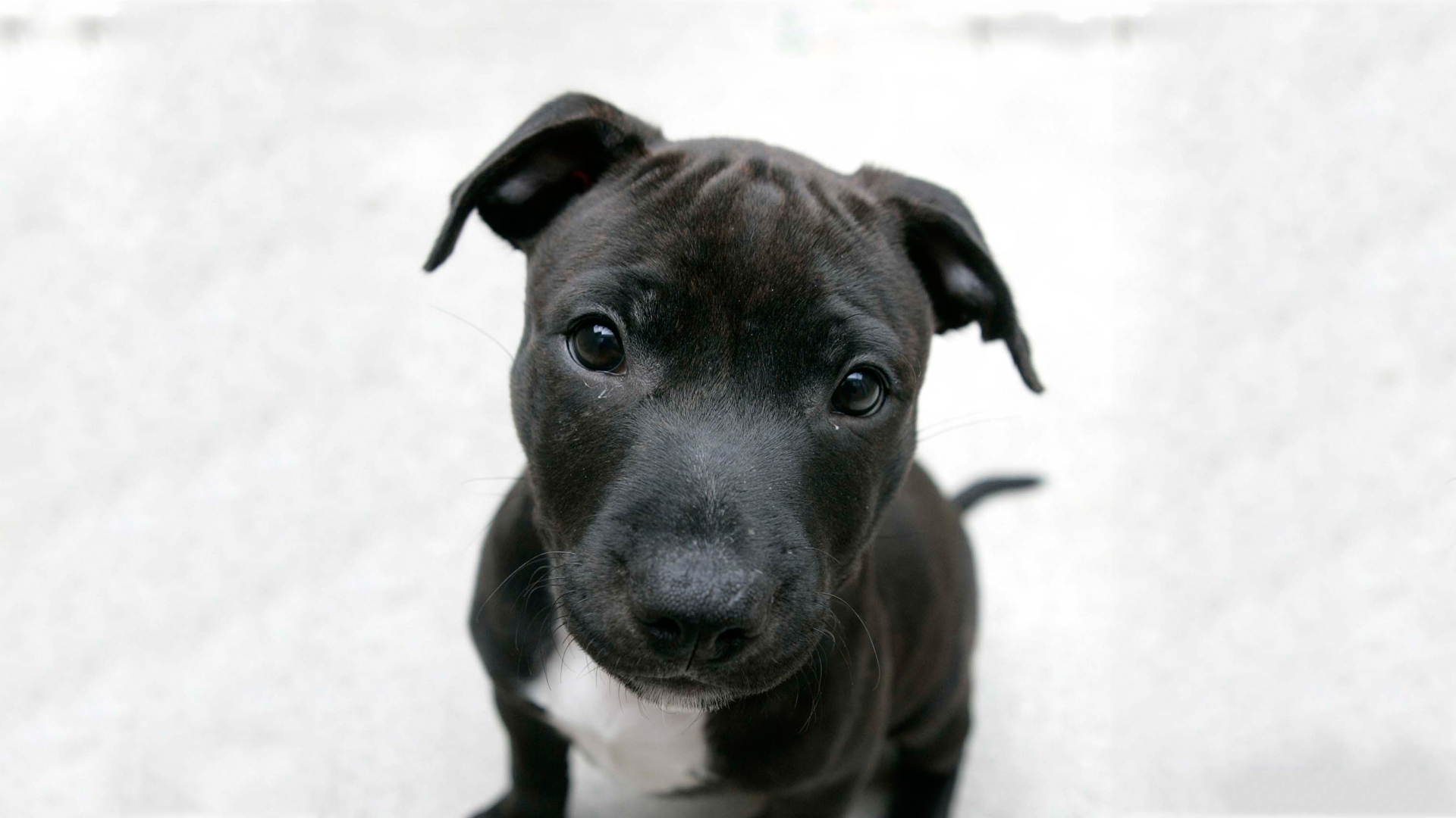 Baixe gratuitamente a imagem Animais, Cães, Cão na área de trabalho do seu PC