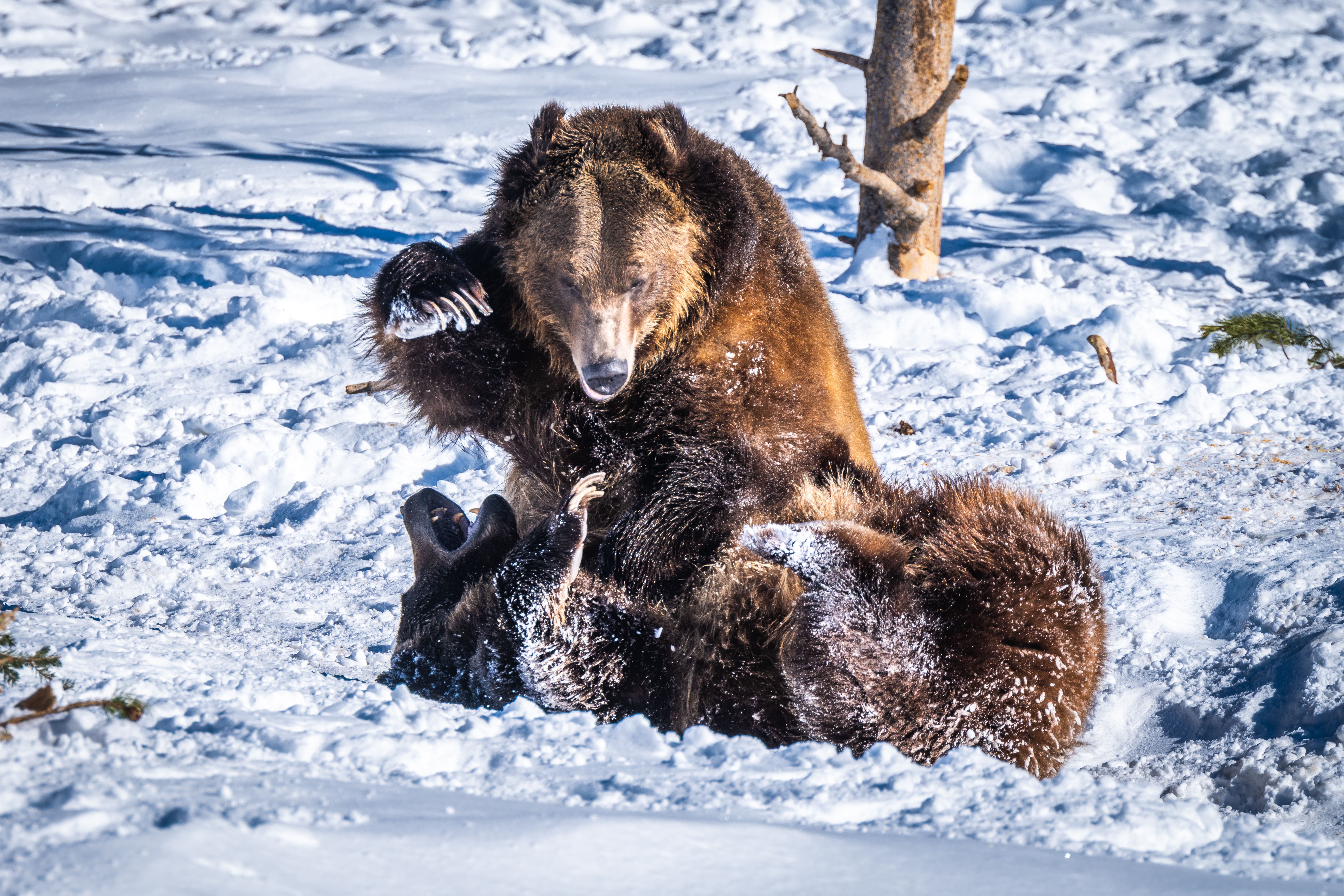Скачать картинку Животные, Снег, Медведи, Медведь в телефон бесплатно.