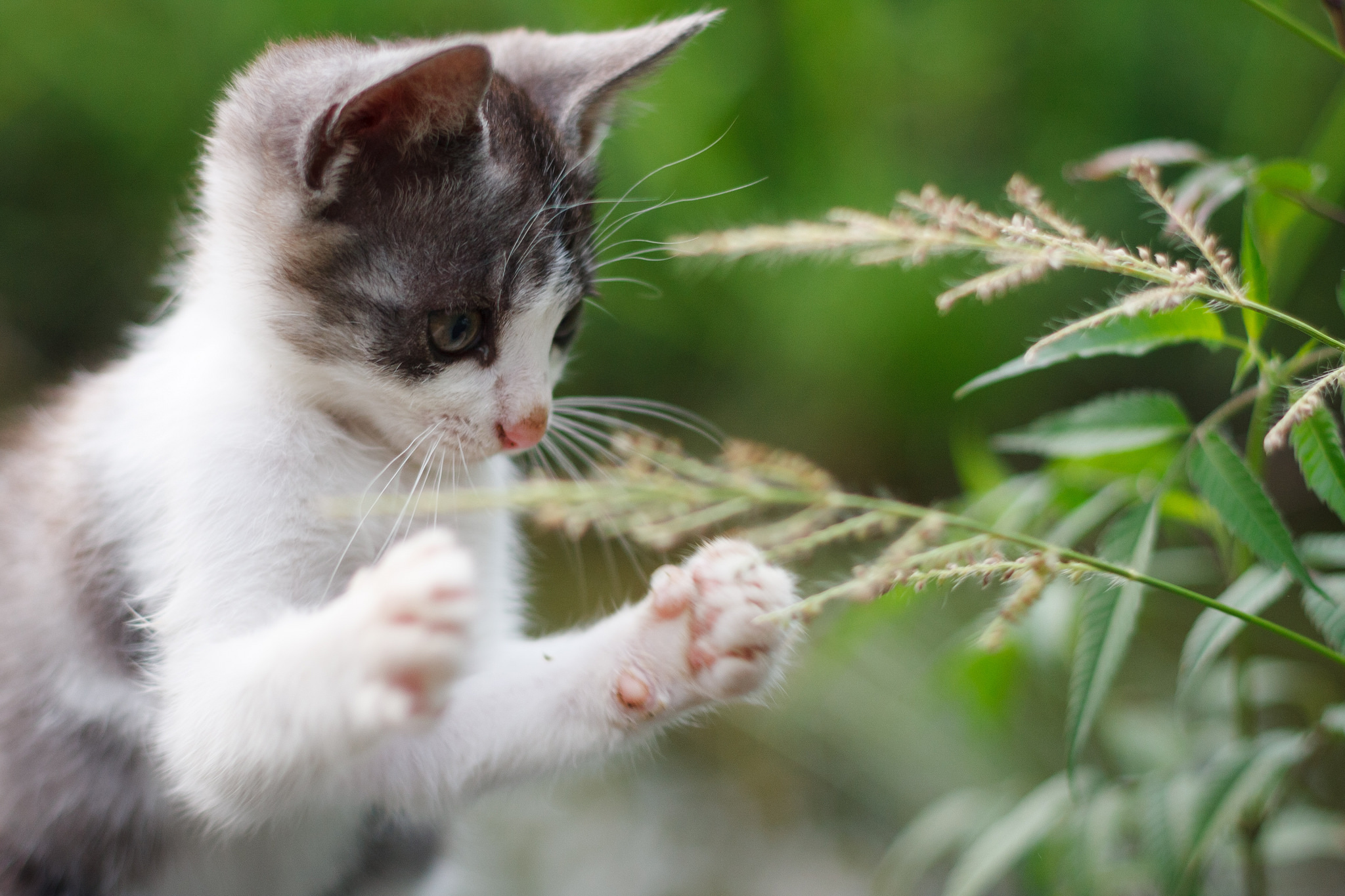 cool, animals, grass, kitty, kitten, paws cell phone wallpapers
