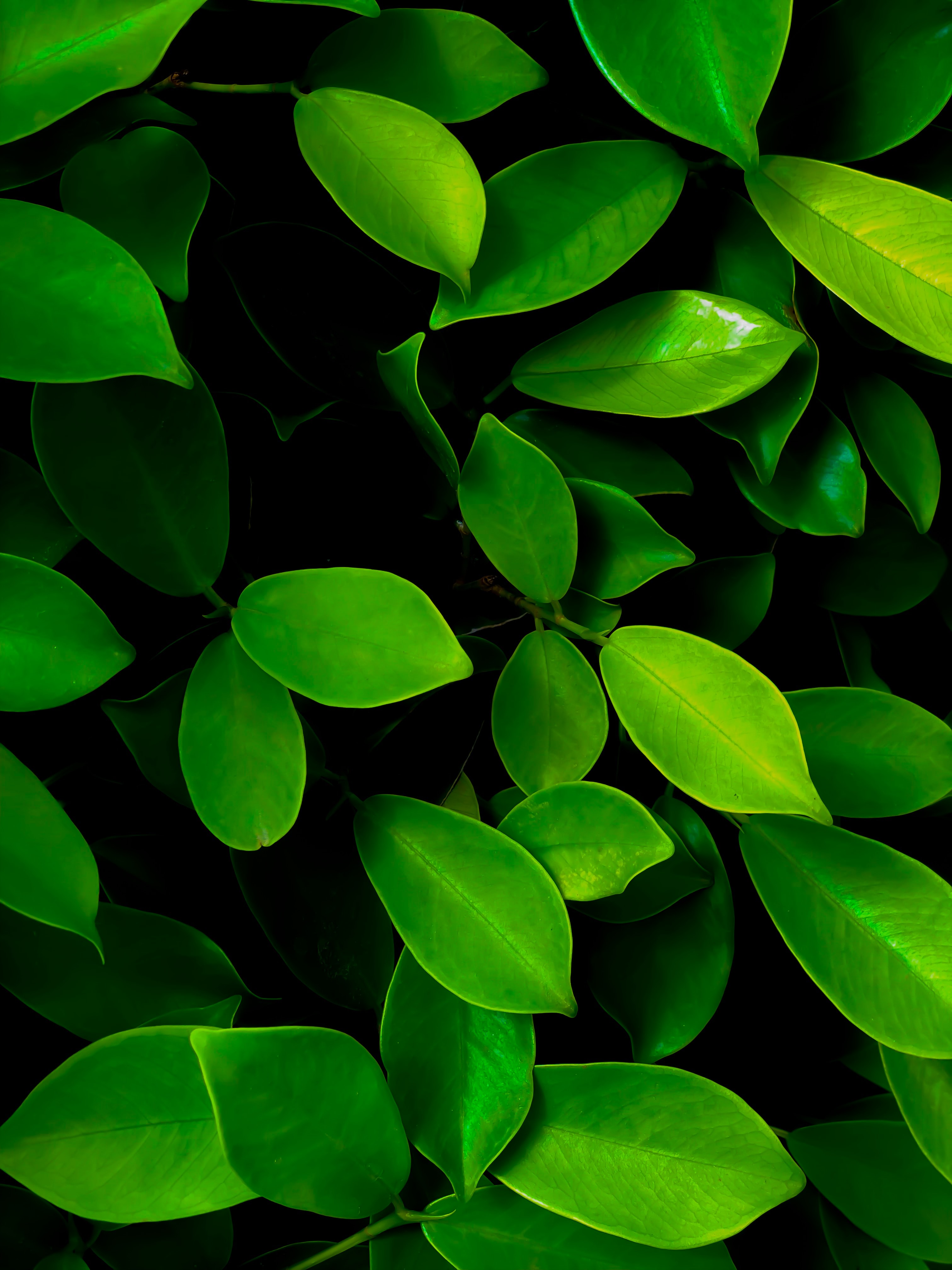 leaves, green, bush, macro