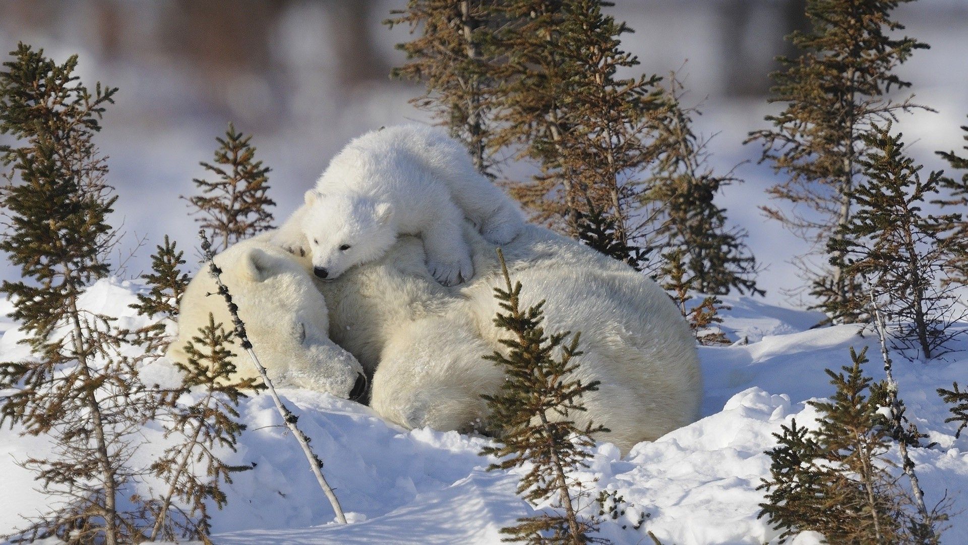 109055 скачать картинку снег, животные, трава, семья, забота, белые медведи - обои и заставки бесплатно