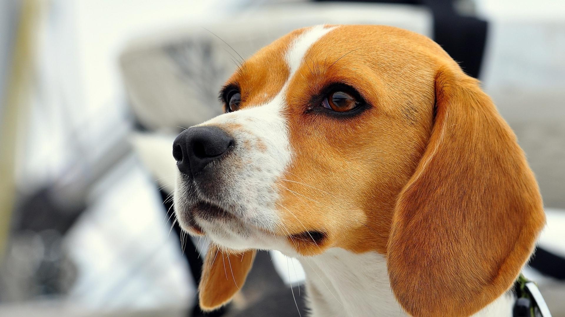 Download mobile wallpaper Dog, Muzzle, Animal, Face, Beagle for free.