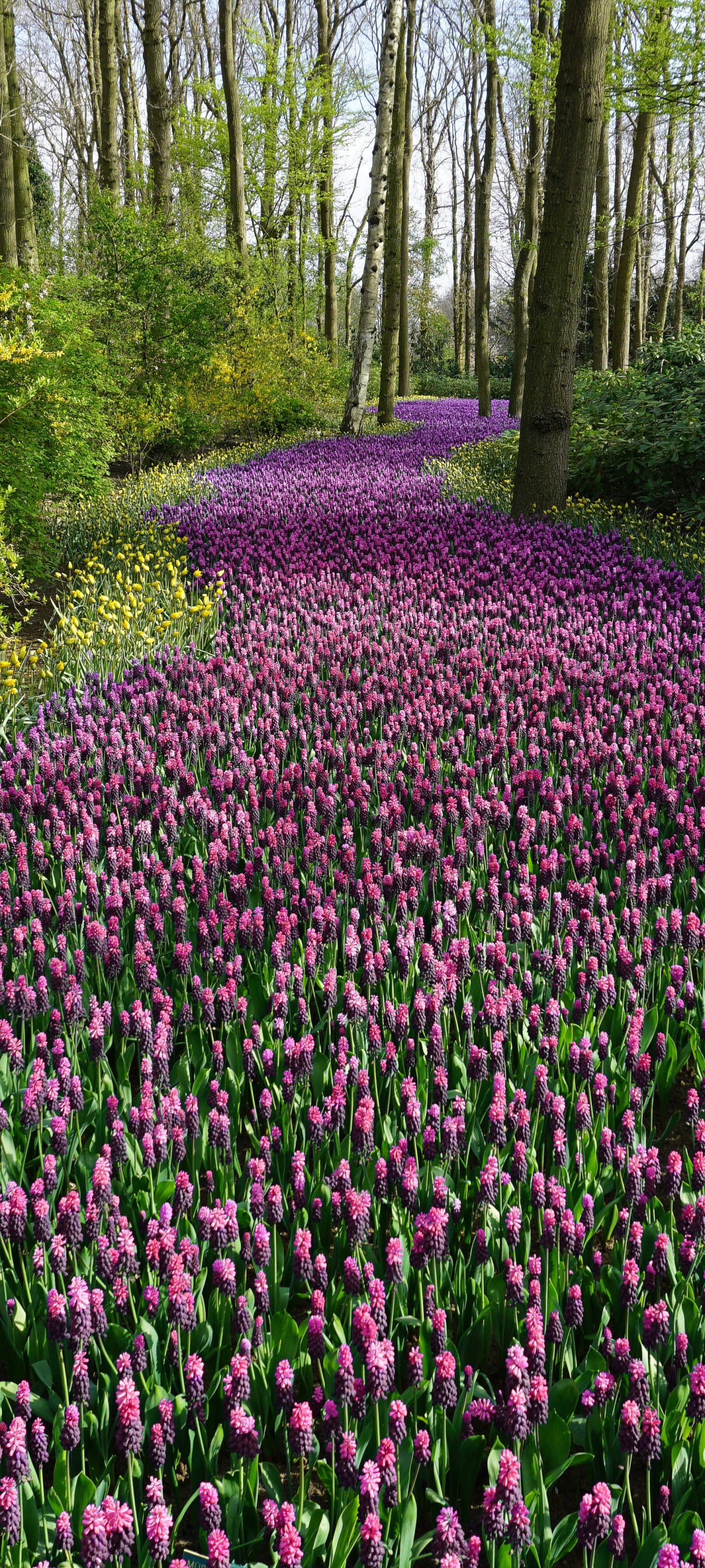 Descarga gratuita de fondo de pantalla para móvil de Naturaleza, Flores, Flor, Flor Purpura, Tierra/naturaleza.