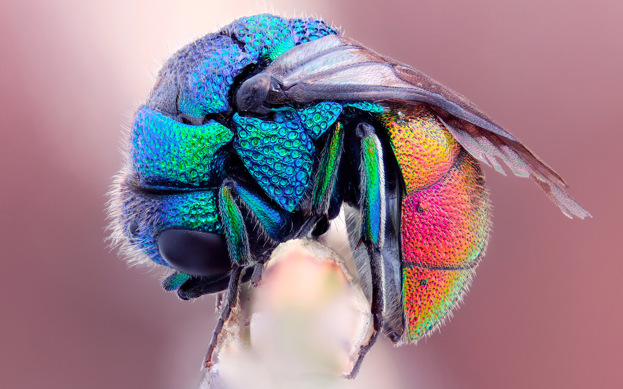 228875 Hintergrundbild herunterladen tiere, biene, insekten - Bildschirmschoner und Bilder kostenlos