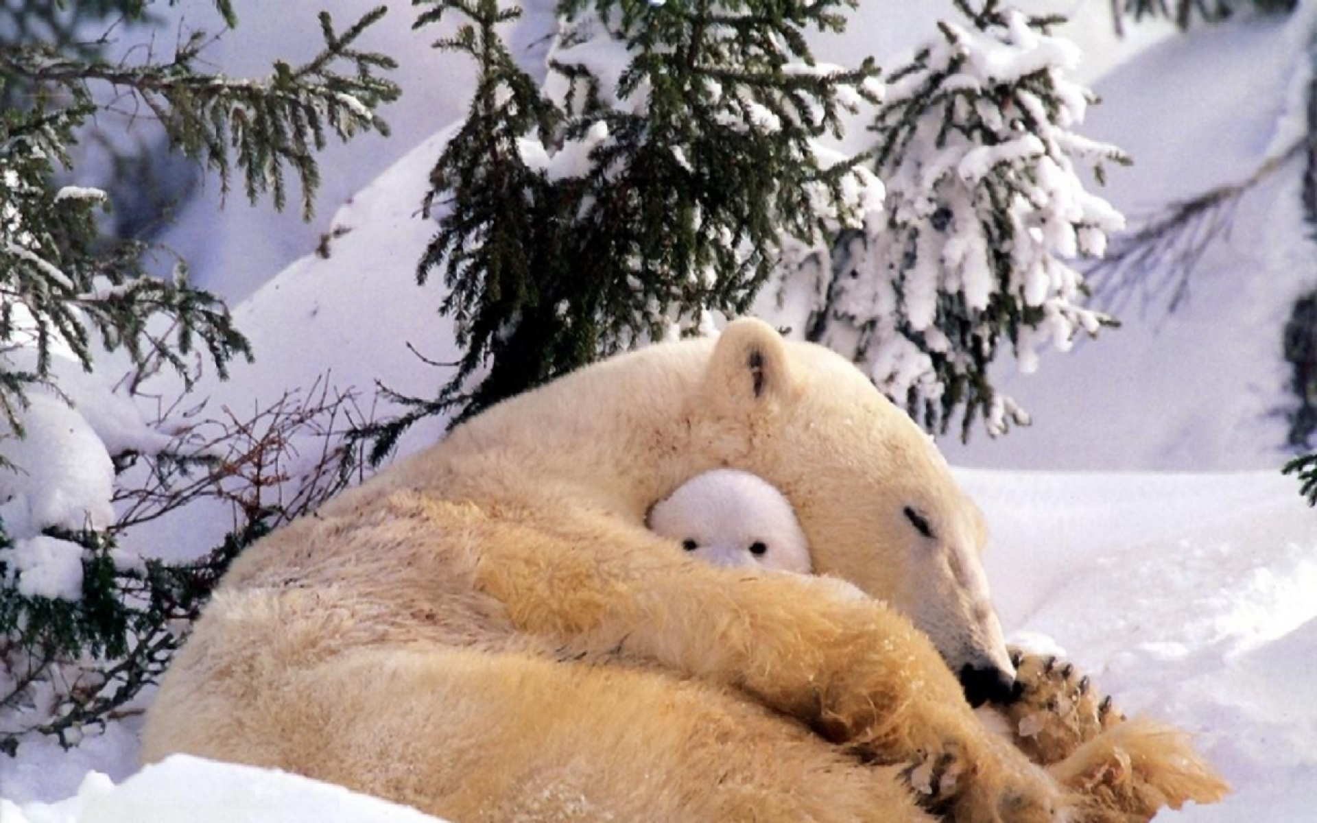 Download mobile wallpaper Bears, Animal, Cute, Polar Bear, Cub for free.