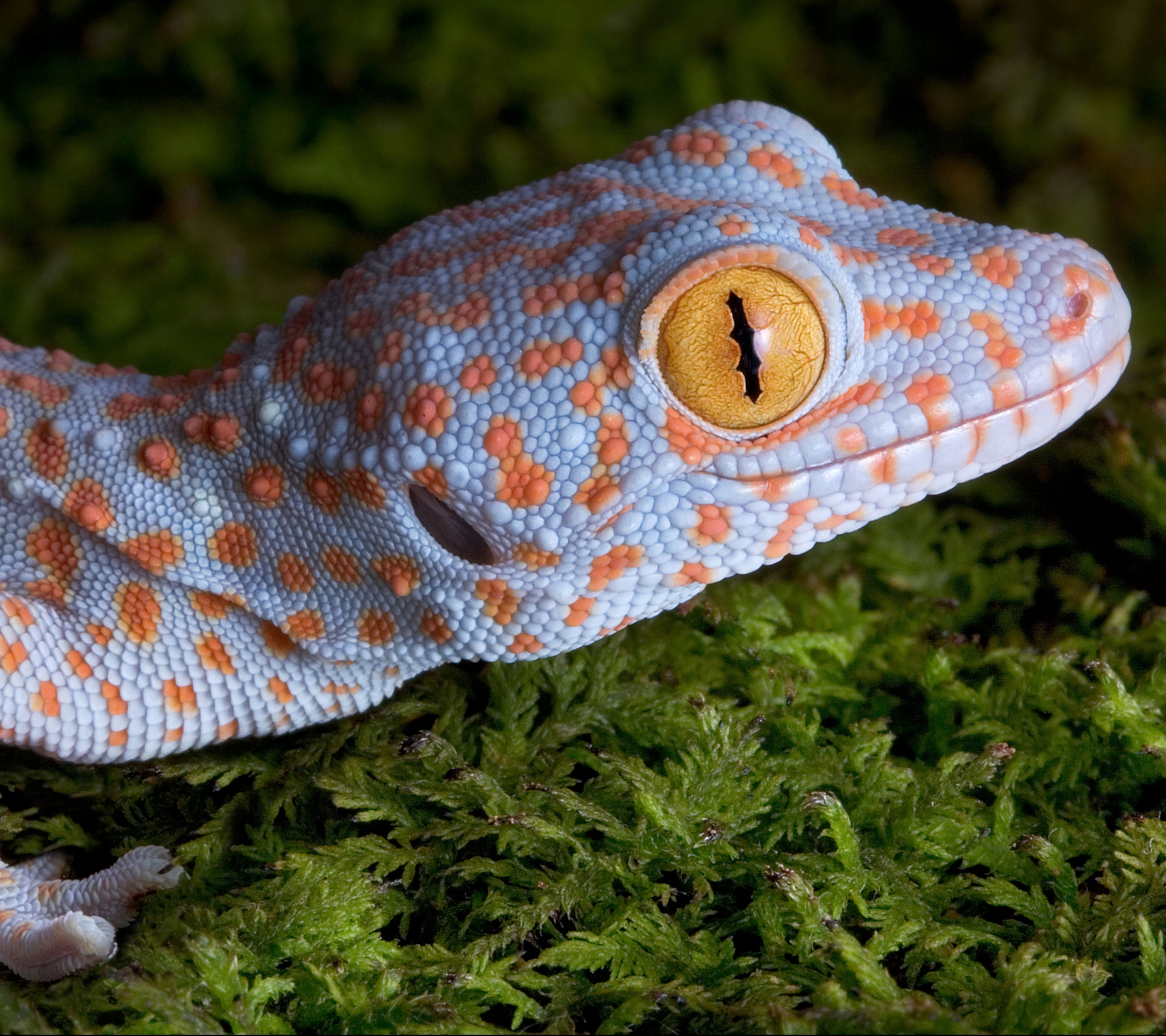 1089683 descargar imagen animales, tokay gecko, reptiles: fondos de pantalla y protectores de pantalla gratis