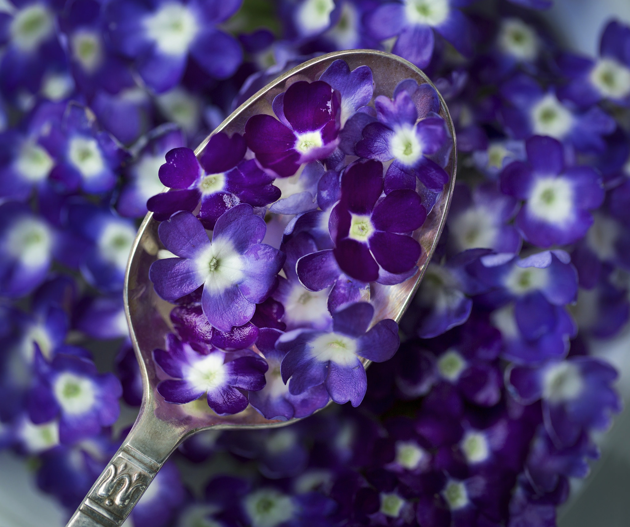 Free download wallpaper Flower, Spoon, Purple Flower, Man Made on your PC desktop