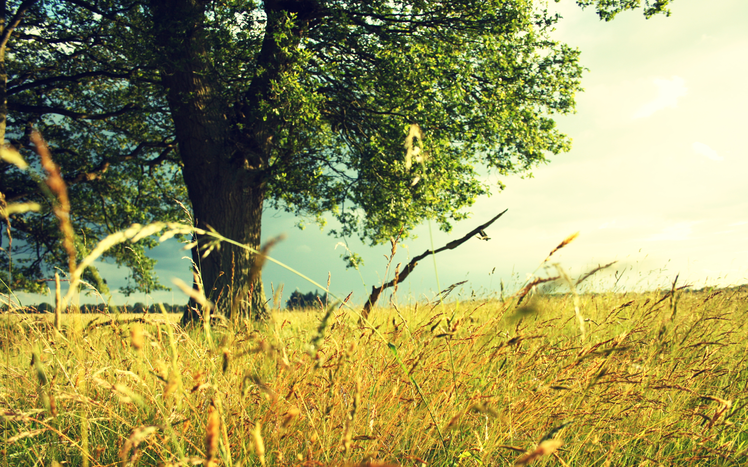 Baixe gratuitamente a imagem Árvore, Terra/natureza na área de trabalho do seu PC