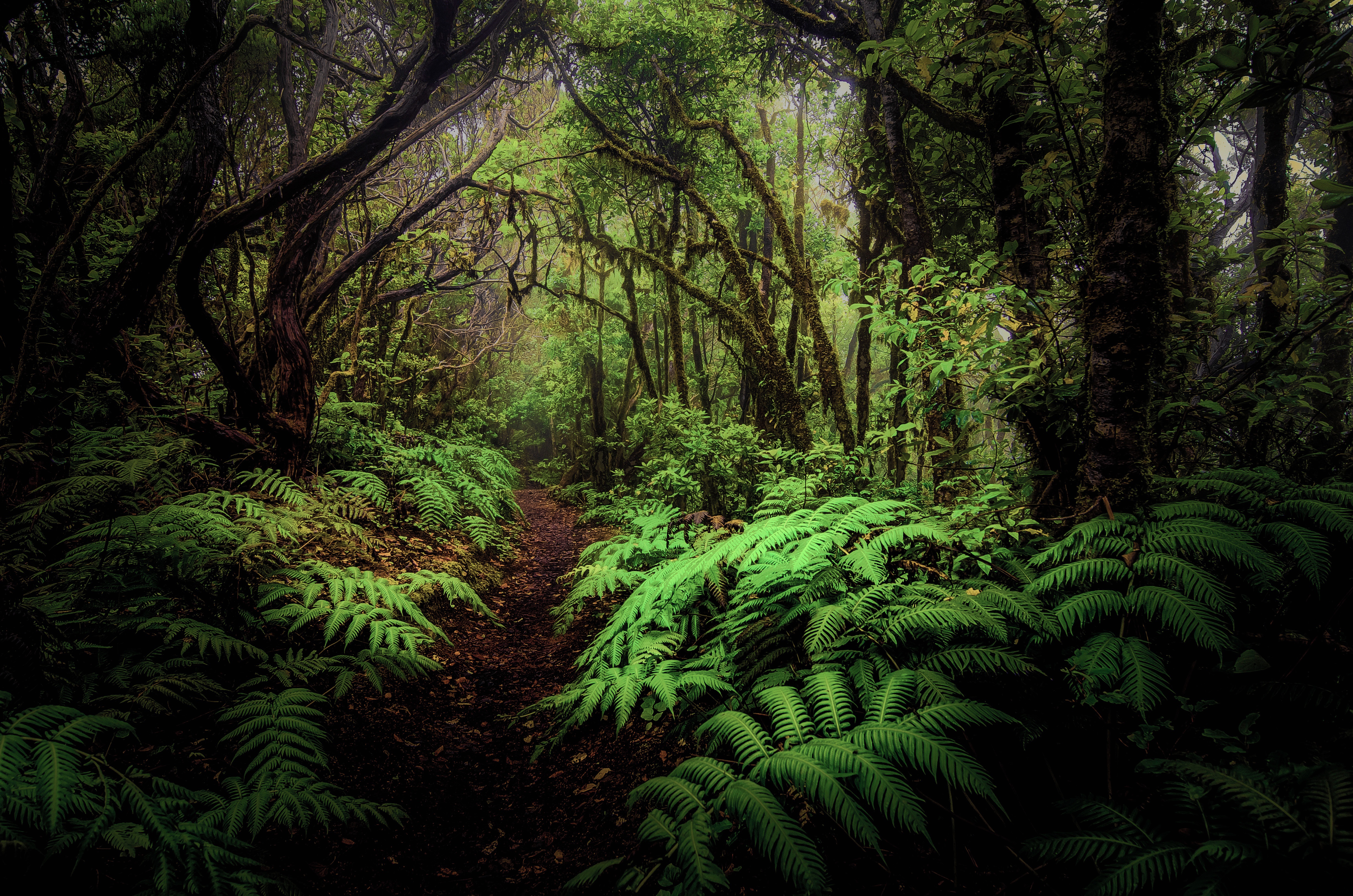 858141 завантажити картинку ліс, папороть, земля, шлях, зелень, джунглі, природа, дерево - шпалери і заставки безкоштовно