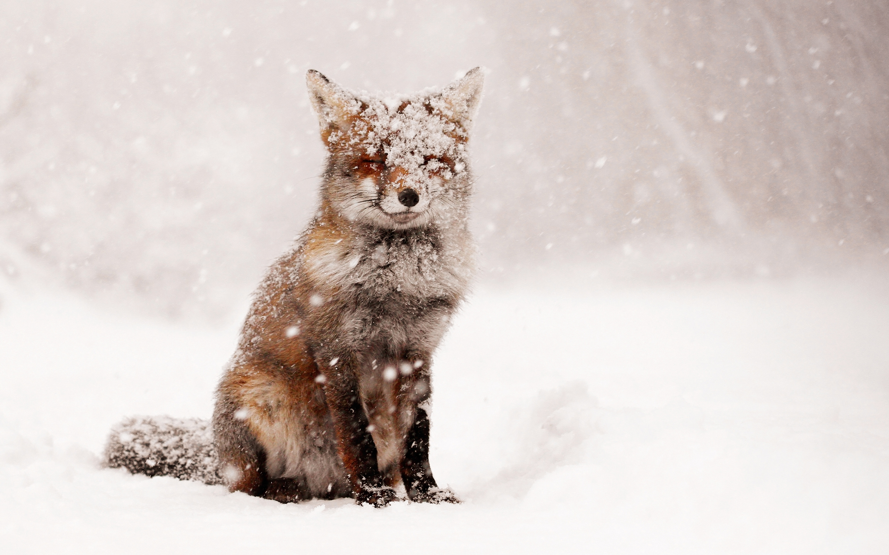 750750 descargar fondo de pantalla animales, zorro, zorro rojo, nieve, nevada, invierno: protectores de pantalla e imágenes gratis