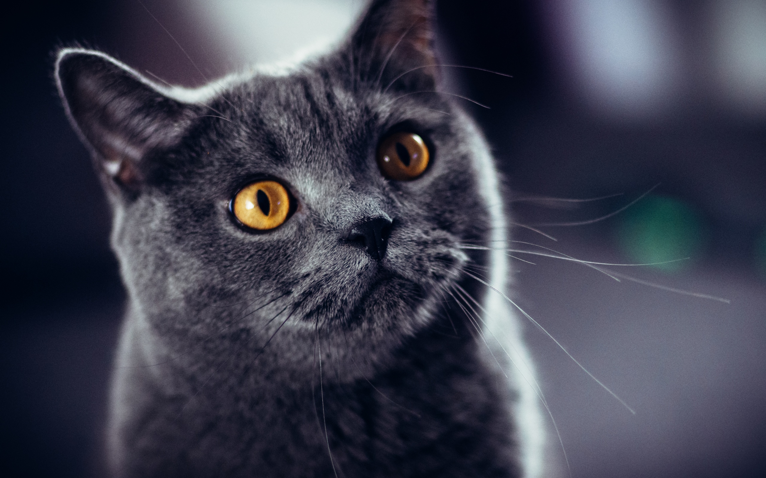 Laden Sie das Tiere, Katzen, Katze, Kopf-Bild kostenlos auf Ihren PC-Desktop herunter