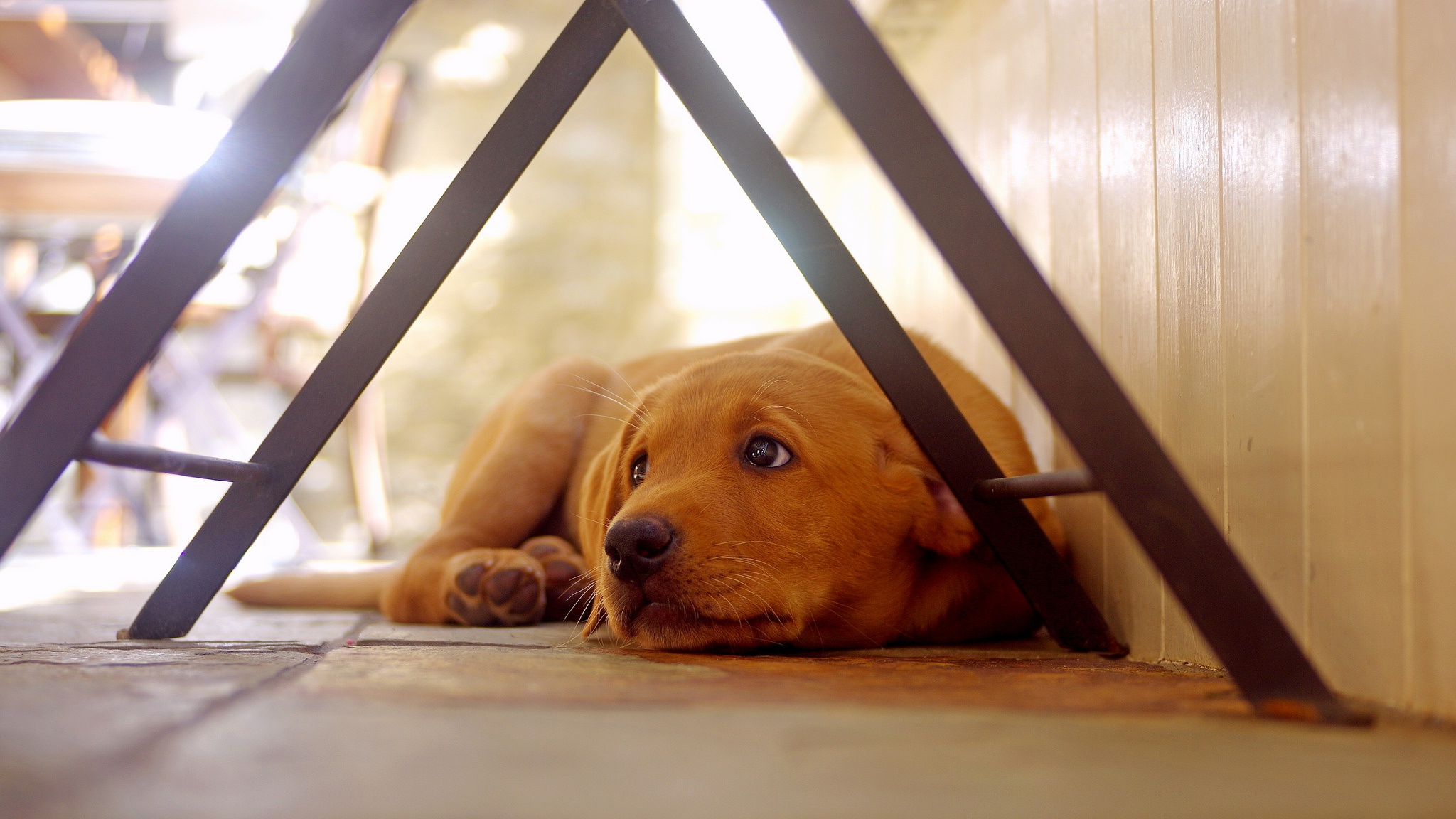 Download mobile wallpaper Dogs, Dog, Animal, Golden Retriever, Labrador Retriever, Resting, Depth Of Field for free.