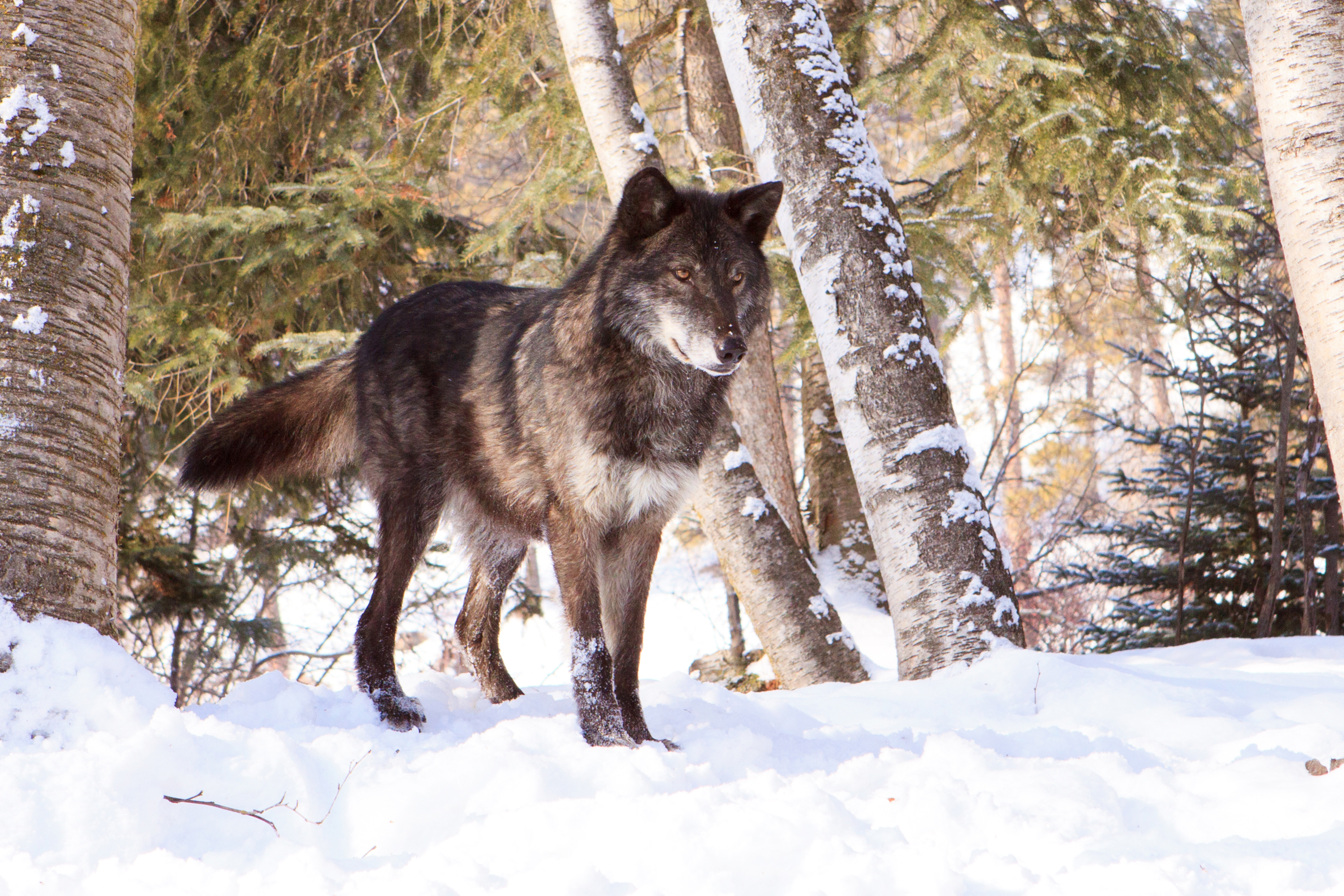 Download mobile wallpaper Snow, Wolf, Animal, Wolves for free.