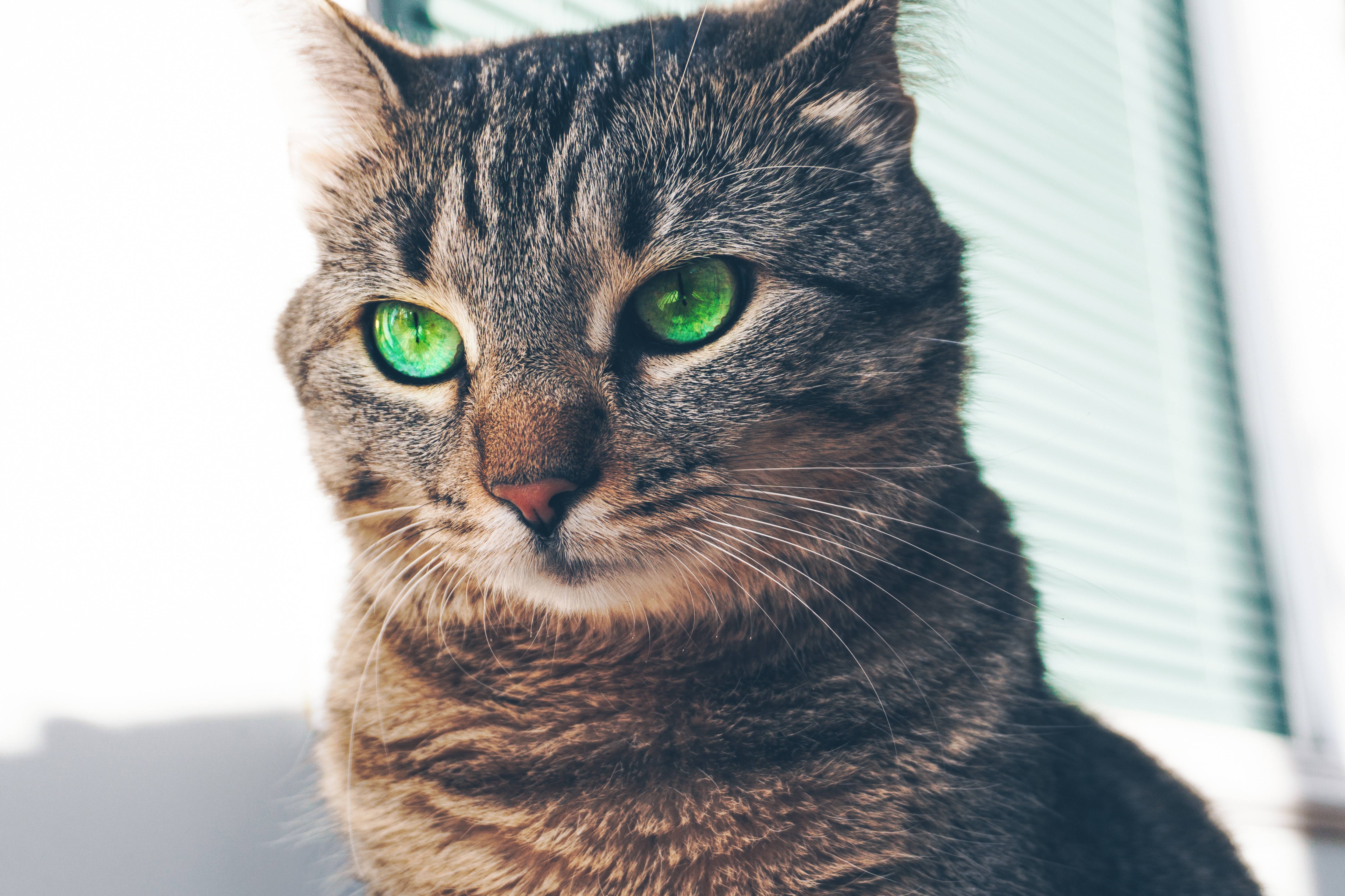 Free download wallpaper Muzzle, Sight, Opinion, Green Eyed, Animals, Cat on your PC desktop