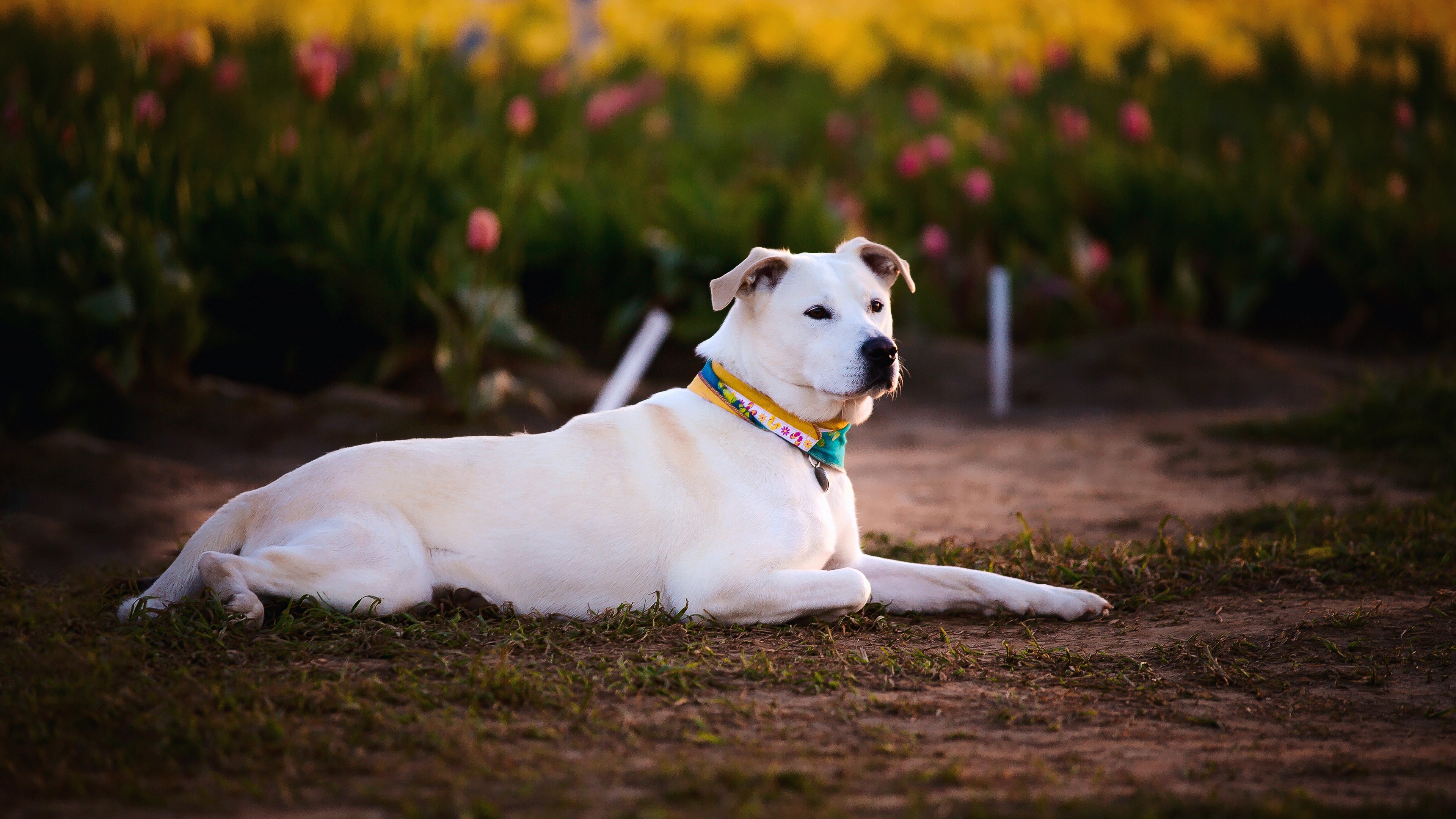 Handy-Wallpaper Tiere, Hunde, Hund kostenlos herunterladen.