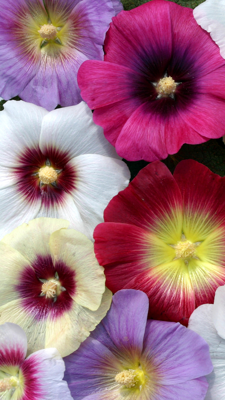 Download mobile wallpaper Flowers, Flower, Earth, Colors, Colorful, White Flower, Pink Flower, Malva for free.