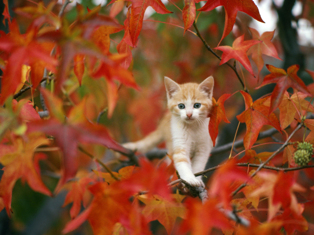 Handy-Wallpaper Tiere, Katzen, Herbst, Katze, Kätzchen, Blatt, Tierbaby kostenlos herunterladen.