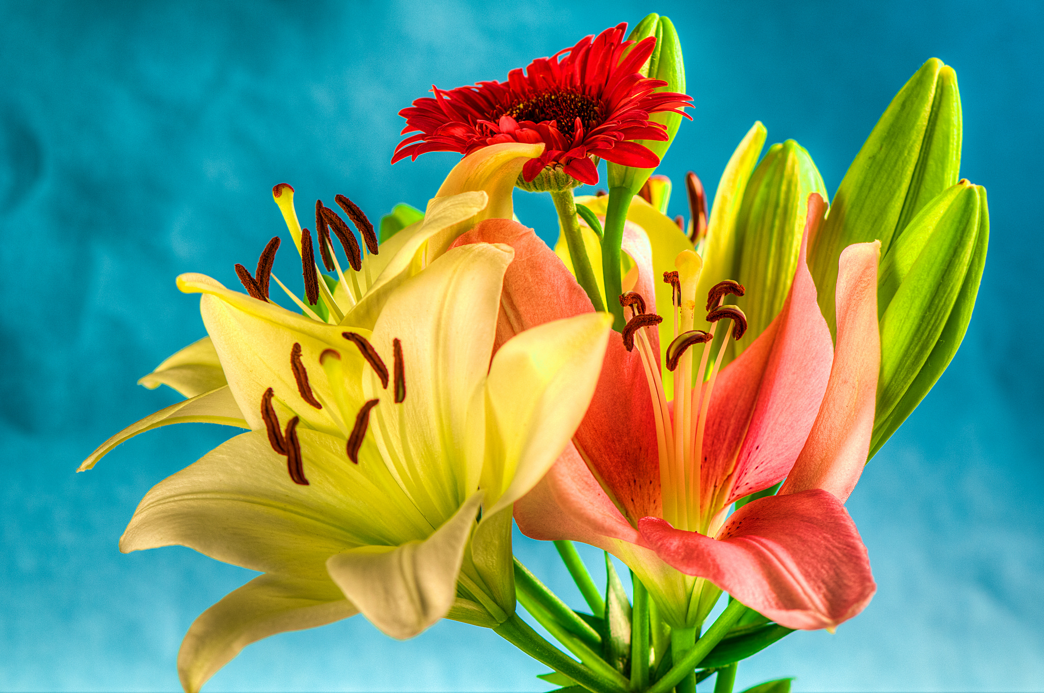 Descarga gratis la imagen Flores, Gerberas, Flor, Vistoso, Lirio, Tierra/naturaleza en el escritorio de tu PC