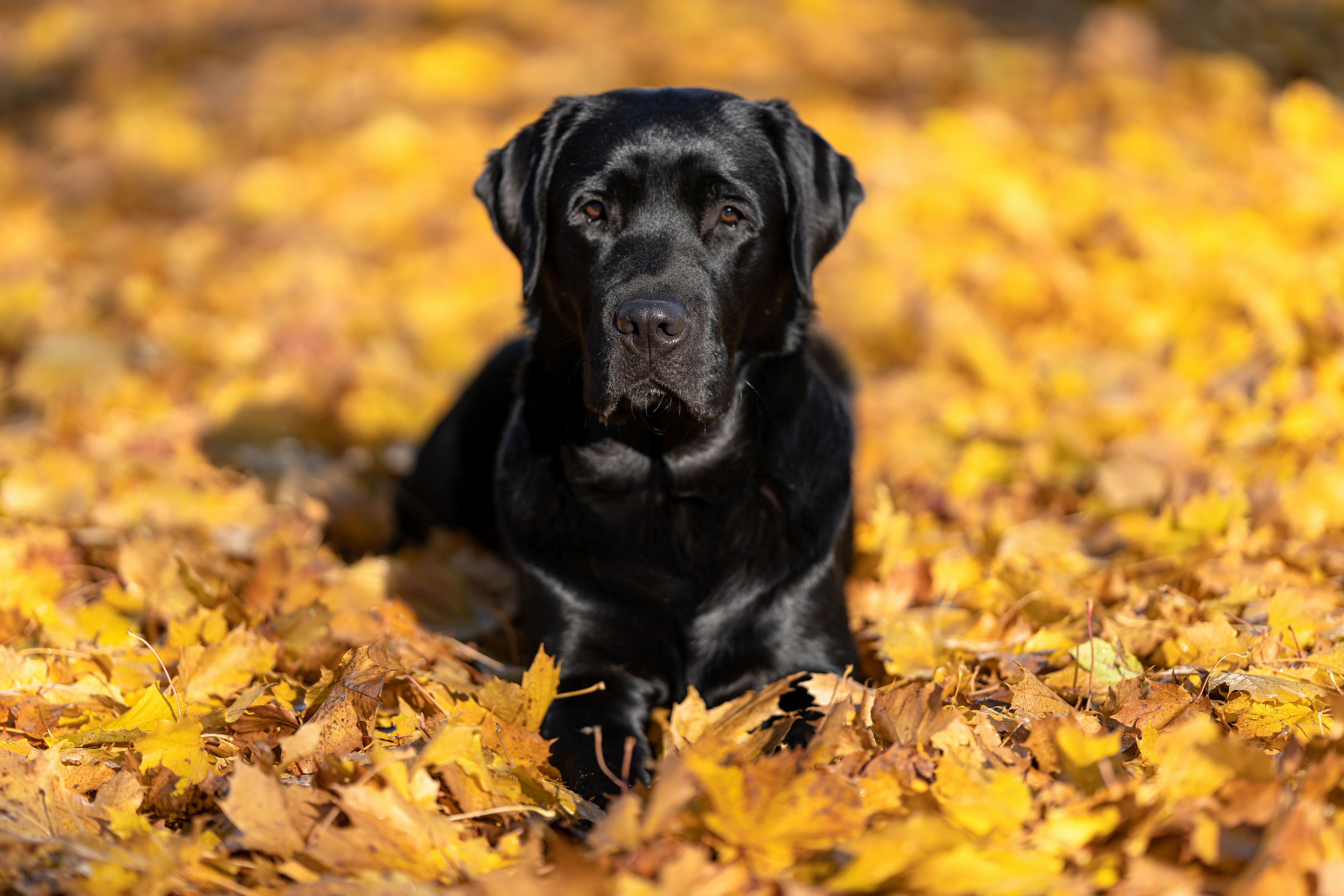 Free download wallpaper Dogs, Animal, Labrador Retriever on your PC desktop