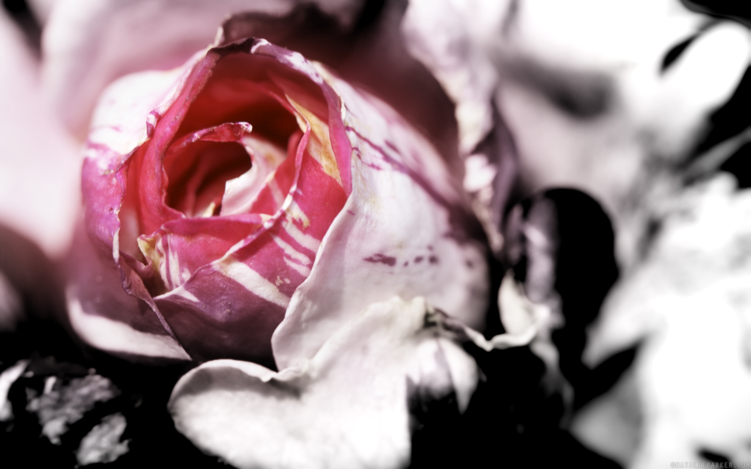 Laden Sie das Blumen, Rose, Erde/natur-Bild kostenlos auf Ihren PC-Desktop herunter