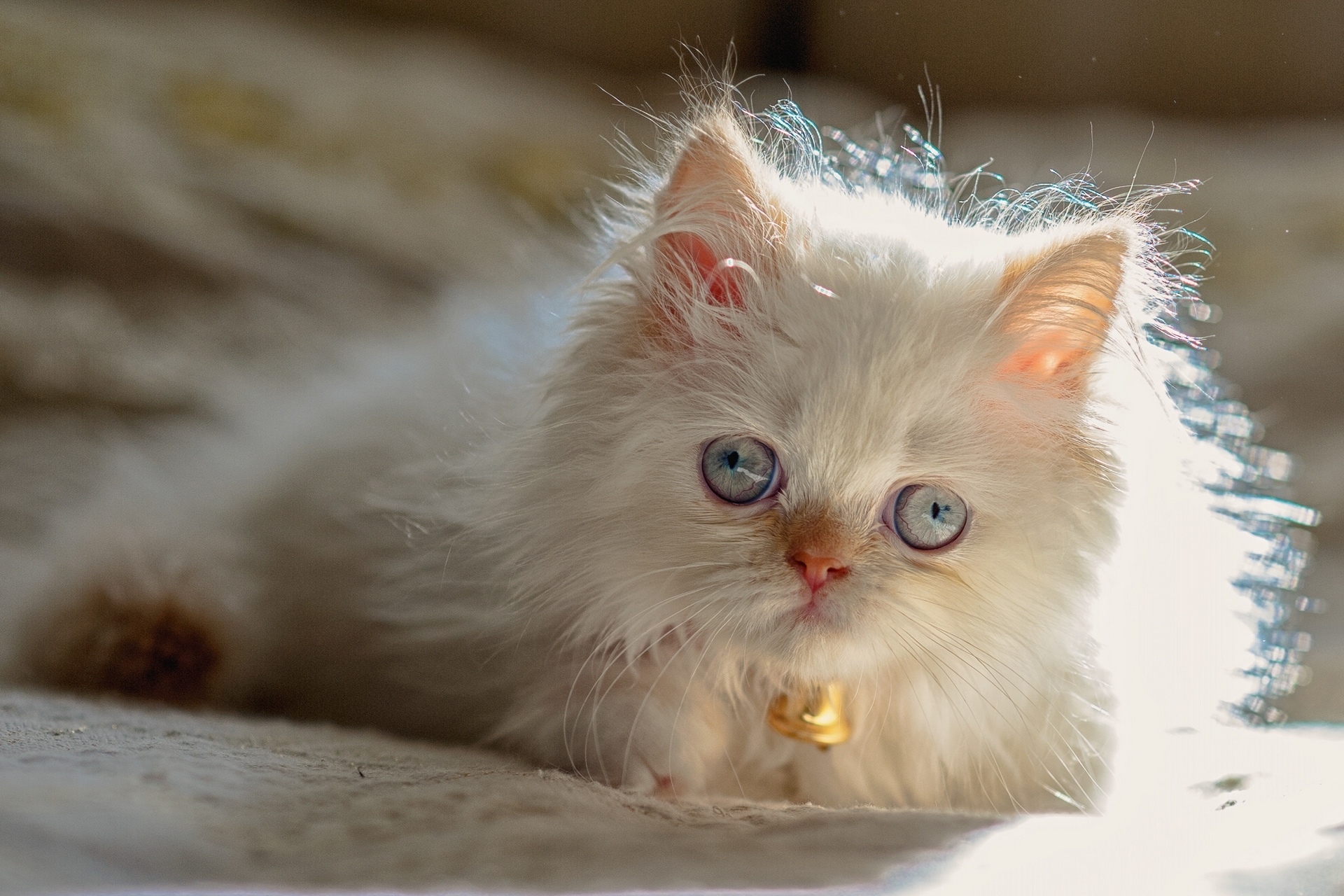 Free download wallpaper Cats, Kitten, Animal, Persian Cat, Blue Eyes, Himalayan Cat on your PC desktop