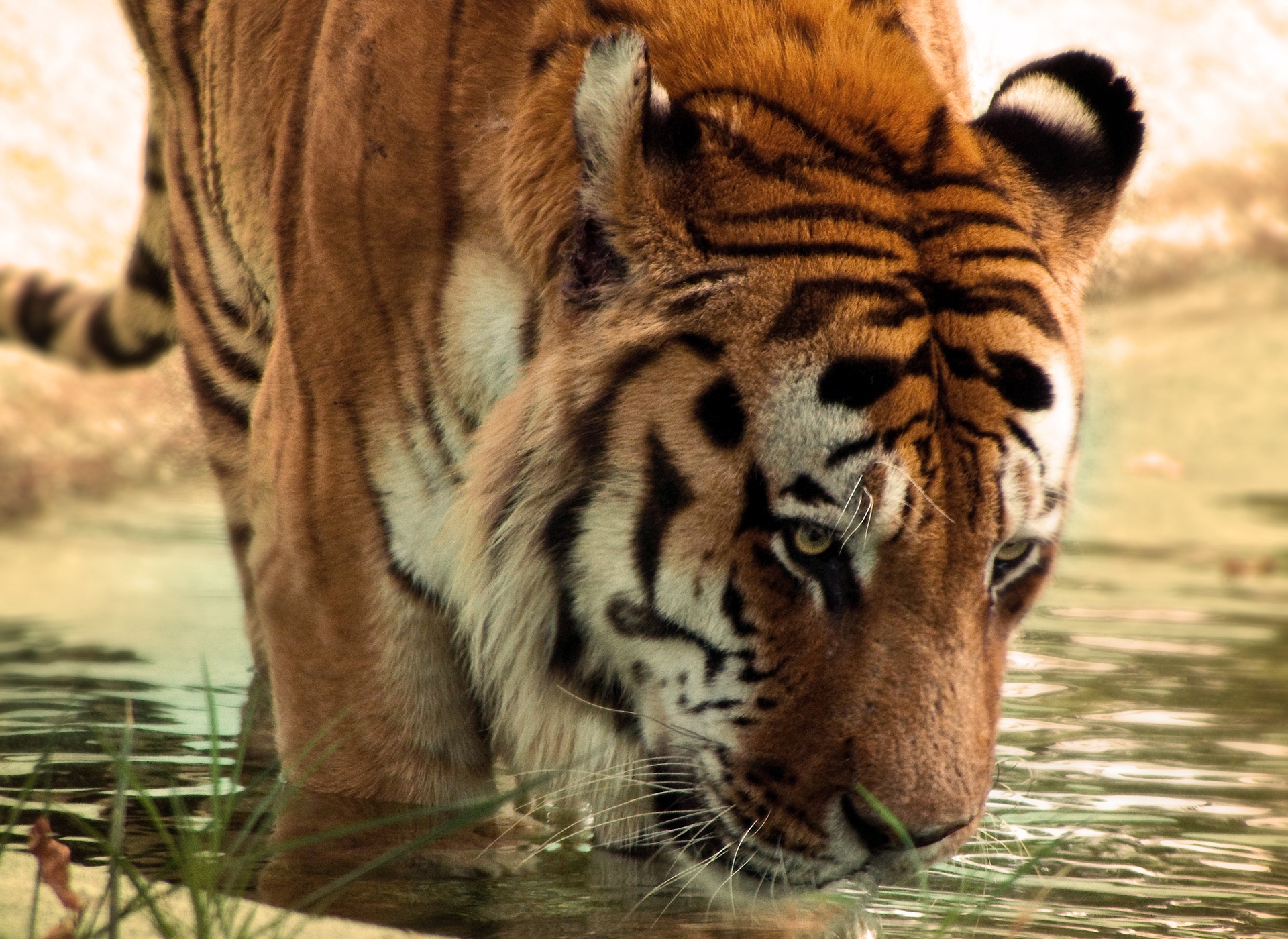 Download mobile wallpaper Water, Muzzle, Big Cat, Predator, Tiger, Animals for free.