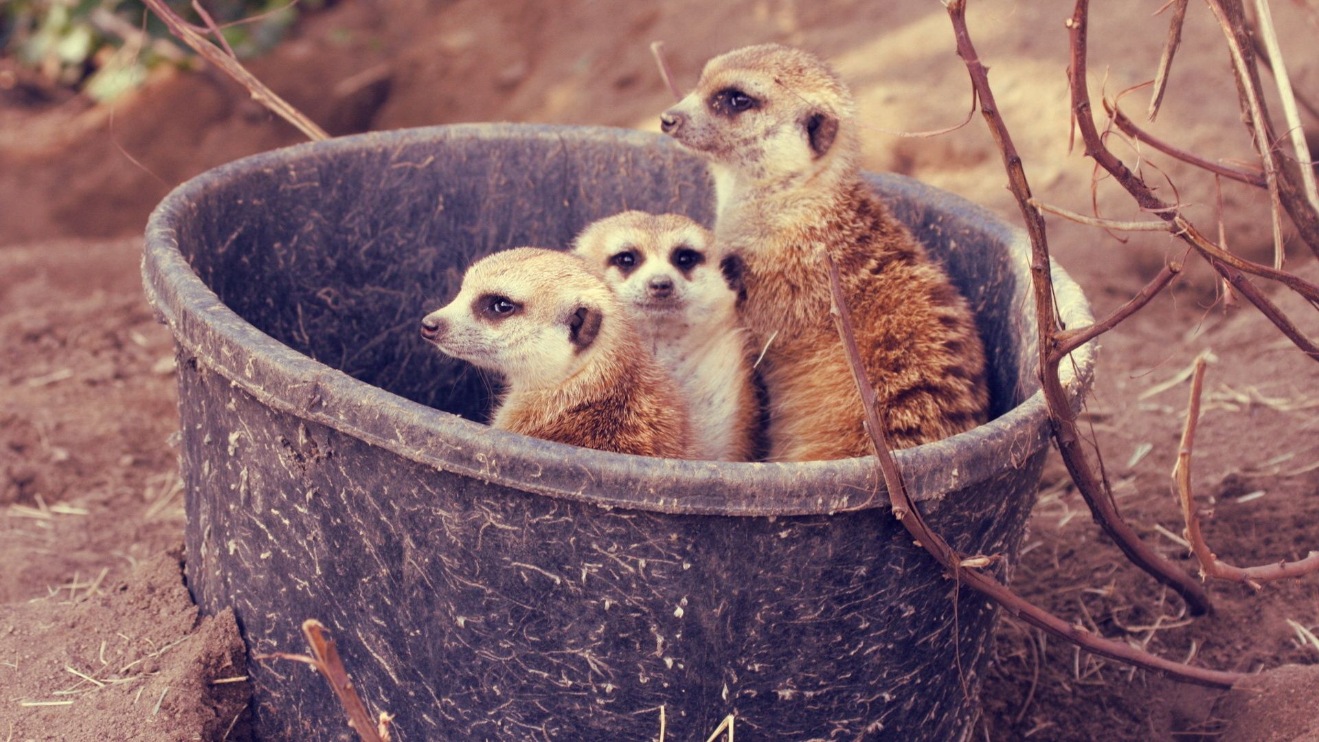 animals, branches, family, meerkats, bucket