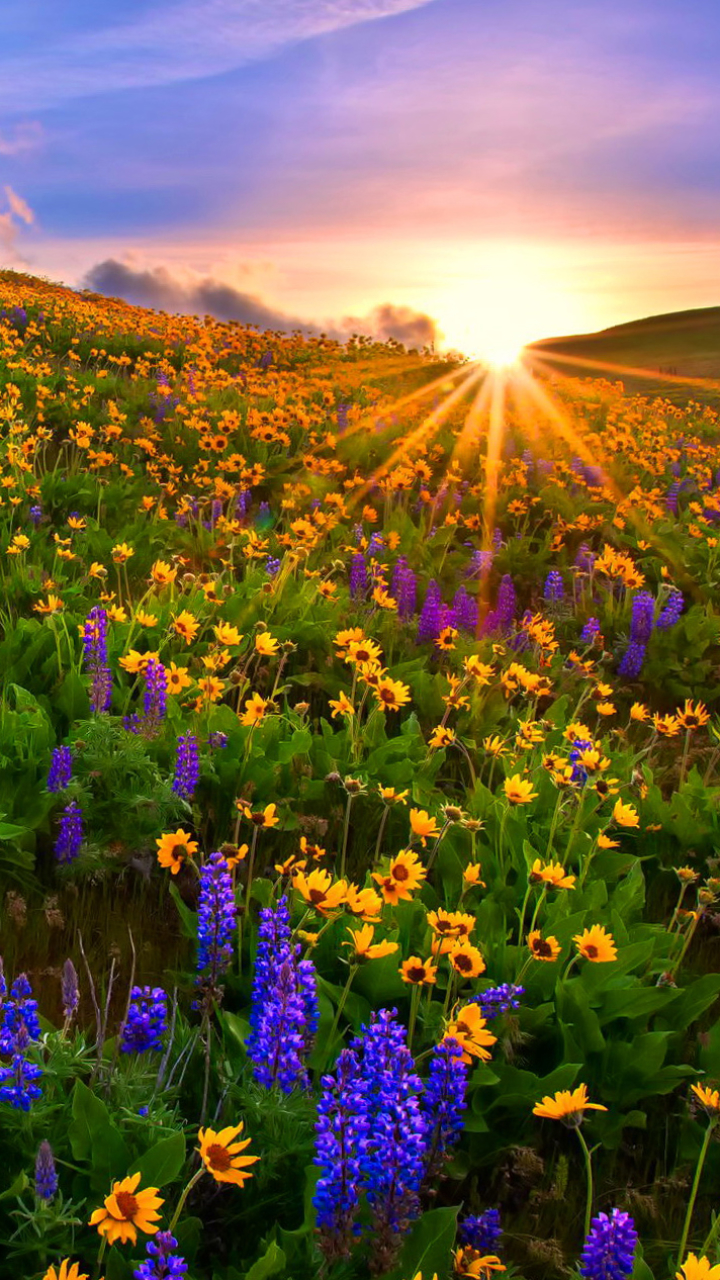 Download mobile wallpaper Flowers, Sunset, Flower, Earth, Spring, Yellow Flower, Sunbeam, Purple Flower, Sunbean for free.