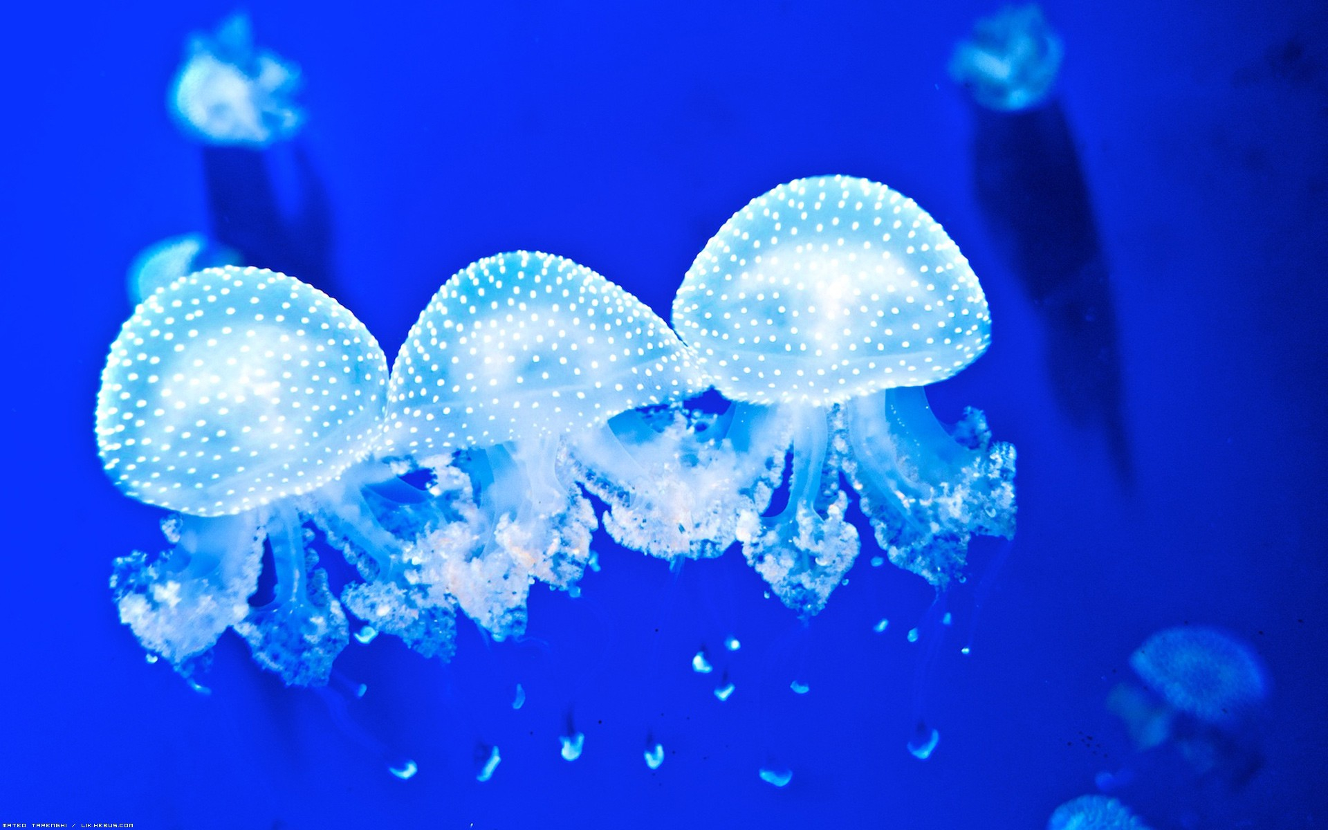 169863 descargar imagen animales, medusa, peces: fondos de pantalla y protectores de pantalla gratis